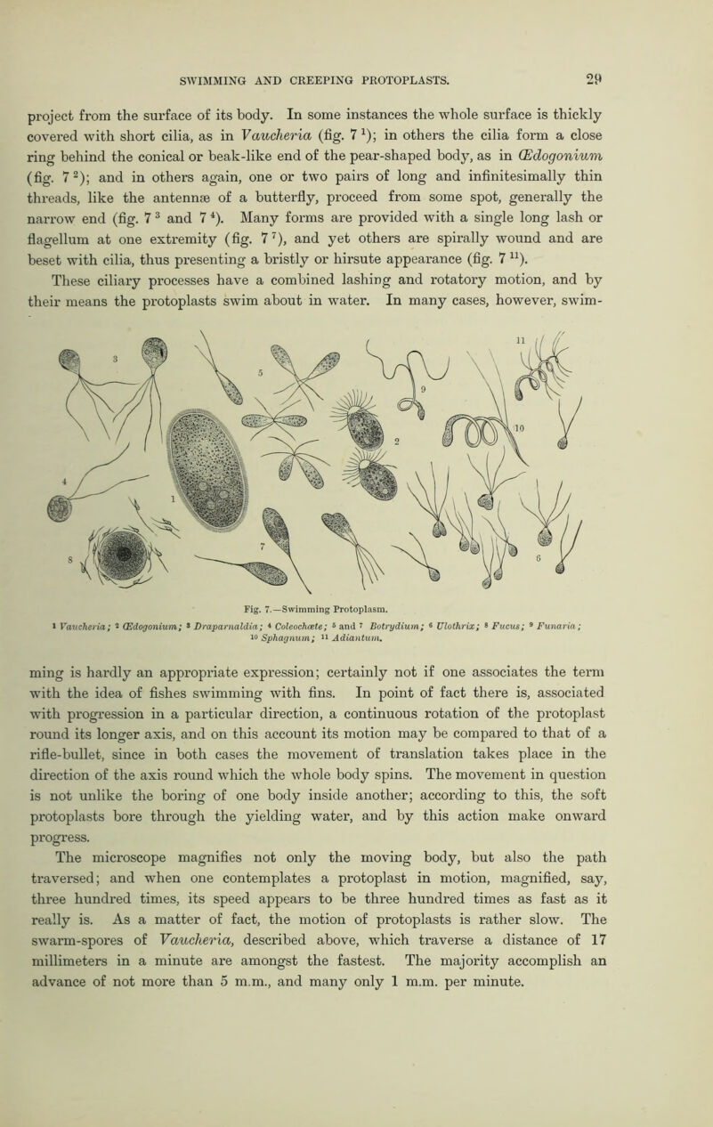 project from the surface of its body. In some instances the whole surface is thickly covered with short cilia, as in Vaucheria (fig. 7 x); in others the cilia form a close ring behind the conical or beak-like end of the pear-shaped body, as in (Edogonium (fig. 72); and in others again, one or two pairs of long and infinitesimally thin threads, like the antennae of a butterfly, proceed from some spot, generally the narrow end (fig. 7 3 and 7 4). Many forms are provided with a single long lash or flagellum at one extremity (fig. 77), and yet others are spirally wound and are beset with cilia, thus presenting a bristly or hirsute appearance (fig. 7 n). These ciliary processes have a combined lashing and rotatory motion, and by their means the protoplasts swim about in water. In many cases, however, swim- Fig. 7.—Swimming Protoplasm. i Vaucheria; 2 (Edogonium; 3 Draparnaldia; 4 Coleochcete; 5 and 7 Botrydium; 6 Ulolhrix; 8 Fucus; 9 Funaria; Sphagnum; 11 Adiantum. ming is hardly an appropriate expression; certainly not if one associates the term with the idea of fishes swimming with fins. In point of fact there is, associated with progression in a particular direction, a continuous rotation of the protoplast round its longer axis, and on this account its motion may be compared to that of a rifle-bullet, since in both cases the movement of translation takes place in the direction of the axis round which the whole body spins. The movement in question is not unlike the boring of one body inside another; according to this, the soft protoplasts bore through the yielding water, and by this action make onward progress. The microscope magnifies not only the moving body, but also the path traversed; and when one contemplates a protoplast in motion, magnified, say, three hundred times, its speed appears to be three hundred times as fast as it really is. As a matter of fact, the motion of protoplasts is rather slow. The swarm-spores of Vaucheria, described above, which traverse a distance of 17 millimeters in a minute are amongst the fastest. The majority accomplish an advance of not more than 5 m.m., and many only 1 m.m. per minute.