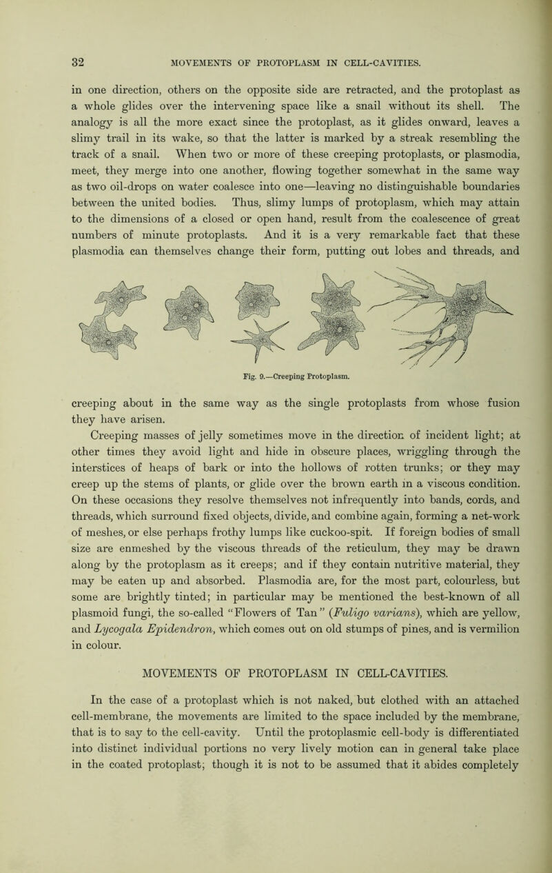 in one direction, others on the opposite side are retracted, and the protoplast as a whole glides over the intervening space like a snail without its shell. The analogy is all the more exact since the protoplast, as it glides onward, leaves a slimy trail in its wake, so that the latter is marked by a streak resembling the track of a snail. When two or more of these creeping protoplasts, or plasmodia, meet, they merge into one another, flowing together somewhat in the same way as two oil-drops on water coalesce into one—leaving no distinguishable boundaries between the united bodies. Thus, slimy lumps of protoplasm, which may attain to the dimensions of a closed or open hand, result from the coalescence of great numbers of minute protoplasts. And it is a very remarkable fact that these plasmodia can themselves change their form, putting out lobes and threads, and Fig. 9.—Creeping Protoplasm. creeping about in the same way as the single protoplasts from whose fusion they have arisen. Creeping masses of jelly sometimes move in the direction of incident light; at other times they avoid light and hide in obscure places, wriggling through the interstices of heaps of bark or into the hollows of rotten trunks; or they may creep up the stems of plants, or glide over the brown earth in a viscous condition. On these occasions they resolve themselves not infrequently into bands, cords, and threads, which surround fixed objects, divide, and combine again, forming a net-work of meshes, or else perhaps frothy lumps like cuckoo-spit. If foreign bodies of small size are enmeshed by the viscous threads of the reticulum, they may be drawn along by the protoplasm as it creeps; and if they contain nutritive material, they may be eaten up and absorbed. Plasmodia are, for the most part, colourless, but some are brightly tinted; in particular may be mentioned the best-known of all plasmoid fungi, the so-called “Flowers of Tan” (Fuligo varians), which are yellow, and Lycogala Epidendron, which comes out on old stumps of pines, and is vermilion in colour. MOVEMENTS OF PROTOPLASM IN CELL-CAVITIES. In the case of a protoplast which is not naked, but clothed with an attached cell-membrane, the movements are limited to the space included by the membrane, that is to say to the cell-cavity. Until the protoplasmic cell-body is differentiated into distinct individual portions no very lively motion can in general take place in the coated protoplast; though it is not to be assumed that it abides completely