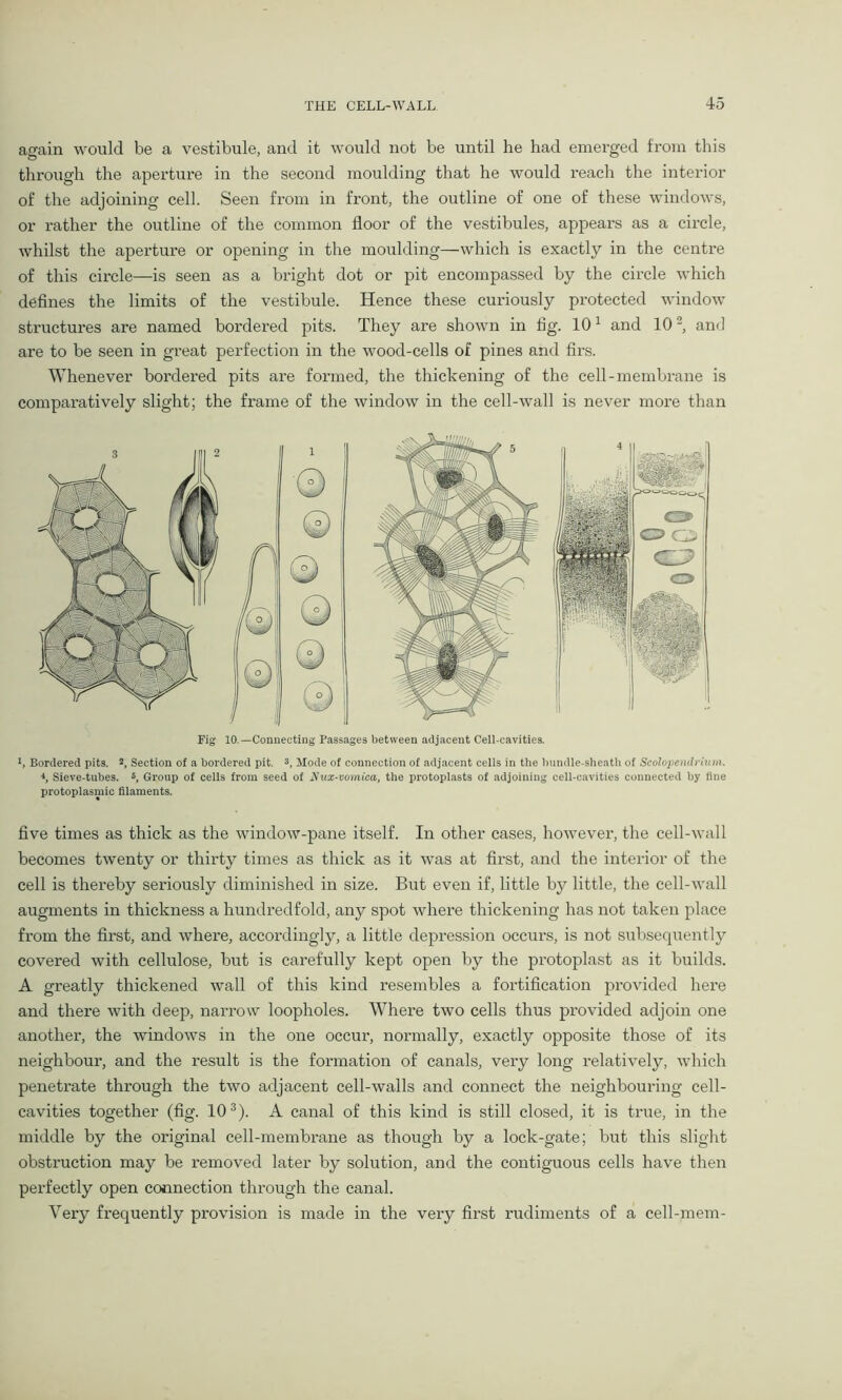 again would be a vestibule, and it would not be until he had emerged from this through the aperture in the second moulding that he would I’each the interior of the adjoining cell. Seen from in front, the outline of one of these windows, or rather the outline of the common floor of the vestibules, appears as a circle, whilst the aperture or opening in the moulding—which is exactly in the centre of this cii’cle—is seen as a bright dot or pit encompassed by the circle which defines the limits of the vestibule. Hence these curiously protected window structures are named bordered pits. They are shown in fig. 101 and 102, and are to be seen in great perfection in the wood-cells of pines and firs. Whenever bordered pits are formed, the thickening of the cell-membrane is comparatively slight; the frame of the window in the cell-wall is never more than Tig 10.—Connecting Passages between adjacent Cell-cavities. 1, Bordered pits. 2, Section of a bordered pit. 3, Mode of connection of adjacent cells in the bundle-sheath of Scolopendrium. *, Sieve-tubes. 5, Group of cells from seed of flux-vomica, the protoplasts of adjoining cell-cavities connected by fine protoplasmic filaments. five times as thick as the window-pane itself. In other cases, however, the cell-wall becomes twenty or thirty times as thick as it was at first, and the interior of the cell is thereby seriously diminished in size. But even if, little by little, the cell-wall augments in thickness a hundredfold, any spot where thickening has not taken place from the first, and where, accordingly, a little depression occurs, is not subsequently covered with cellulose, but is carefully kept open by the protoplast as it builds. A greatly thickened wall of this kind resembles a fortification provided here and there with deep, narrow loopholes. Where two cells thus provided adjoin one another, the windows in the one occur, normally, exactly opposite those of its neighbour, and the result is the formation of canals, very long relatively, which penetrate through the two adjacent cell-walls and connect the neighbouring cell- cavities together (fig. 103). A canal of this kind is still closed, it is true, in the middle by the original cell-membrane as though by a lock-gate; but this slight obstruction may be removed later by solution, and the contiguous cells have then perfectly open connection through the canal. Very frequently provision is made in the very first rudiments of a cell-mem-