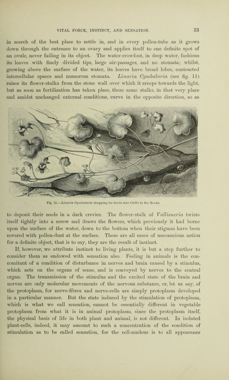 in search of the best place to settle in, and in every pollen-tube as it grows down through the entrance to an ovary and applies itself to one definite spot of an ovule, never failing in its object. The water-crowfoot, in deep water, fashions its leaves with finely divided tips, large air-passages, and no stomata; whilst, growing above the surface of the water, its leaves have broad lobes, contracted intercellular spaces and numerous stomata. Linaria Cymbalaria (see fig. 11) raises its flower-stalks from the stone wall over which it creeps towards the light, but as soon as fertilization has taken place, these same stalks, in that very place and amidst unchanged external conditions, curve in the opposite direction, so as Fig. 11.—Linaria Cymbalaria dropping its Seeds into Clefts in the Rocks. to deposit their seeds in a dark crevice. The flower-stalk of Vallisneria twists itself tightly into a screw and draws the flowers, which previously it had borne upon the surface of the water, down to the bottom when their stigmas have been covered with pollen-dust at the surface. These are all cases of unconscious action for a definite object, that is to say, they are the result of instinct. If, however, we attribute instinct to living plants, it is but a step further to consider them as endowed with sensation also. Feeling in animals is the con- comitant of a condition of disturbance in nerves and brain caused by a stimulus, which acts on the organs of sense, and is conveyed by nerves to the central organ. The transmission of the stimulus and the excited state of the brain and nerves are only molecular movements of the nervous substance, or, let us say, of the protoplasm, for nerve-fibres and nerve-cells are simply protoplasm developed in a particular manner. But the state induced by the stimulation of protoplasm, which is what we call sensation, cannot be essentially different in vegetable protoplasm from what it is in animal protoplasm, since the protoplasm itself, the physical basis of life in both plant and animal, is not different. In isolated plant-cells, indeed, it may amount to such a concentration of the condition of stimulation as to be called sensation, for the cell-nucleus is to all appearance