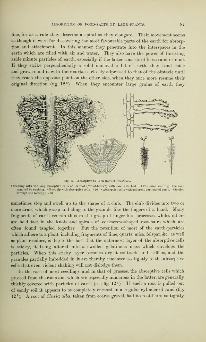 line, for as a rule they describe a spiral as they elongate. Their movement seems as though it were for discovering the most favourable parts of the earth for absorp- tion and attachment. In this manner they penetrate into the interspaces in the earth which are filled with air and water. They also have the power of thrusting aside minute particles of earth, especially if the latter consists of loose sand or mud. If they strike perpendicularly a solid immovable bit of earth, they bend aside and grow round it with their surfaces closely adpressed to that of the obstacle until they reach the opposite point on the other side, when they once more resume their original direction (fig. 123). When they encounter large grains of earth they Fig. 12.—Absorptive Cells on Root of Penstemou. l Seedling with the long absorptive cells of its root (“root-hairs”) with sand attached. - The same seedling; the sand removed by washing, s Root-tip with absorptive cells; x 10. « Absorptive cells with adherent particles of earth. 6 Section through the root-tip ; x60. sometimes stop and swell up to the shape of a club. The club divides into two or more arms, which grasp and cling to the granule like the fingers of a hand. Many fragments of earth remain thus in the grasp of finger-like processes, whilst others are held fast in the knots and spirals of corkscrew-shaped root-hairs which are often found tangled together. But the retention of most of the earth-particles which adhere to a plant, including fragments of lime, quartz, mica, felspar, &c., as well as plant-residues, is due to the fact that the outermost layer of the absorptive cells is sticky, it being altered into a swollen gelatinous mass which envelops the particles. When this sticky layer becomes dry it contracts and stiffens, and the granules partially imbedded in it are thereby cemented so tightly to the absorptive cells that even violent shaking will not dislodge them. In the case of most seedlings, and in that of grasses, the absorptive cells which proceed from the roots and which are especially numerous in the latter, are generally thickly covered with particles of earth (see fig. 12 4). If such a root is pulled out of sandy soil it appears to be completely encased in a regular cylinder of sand (fig. 12 *). A root of Clusia alba, taken from coarse gravel, had its root-hairs so tightly