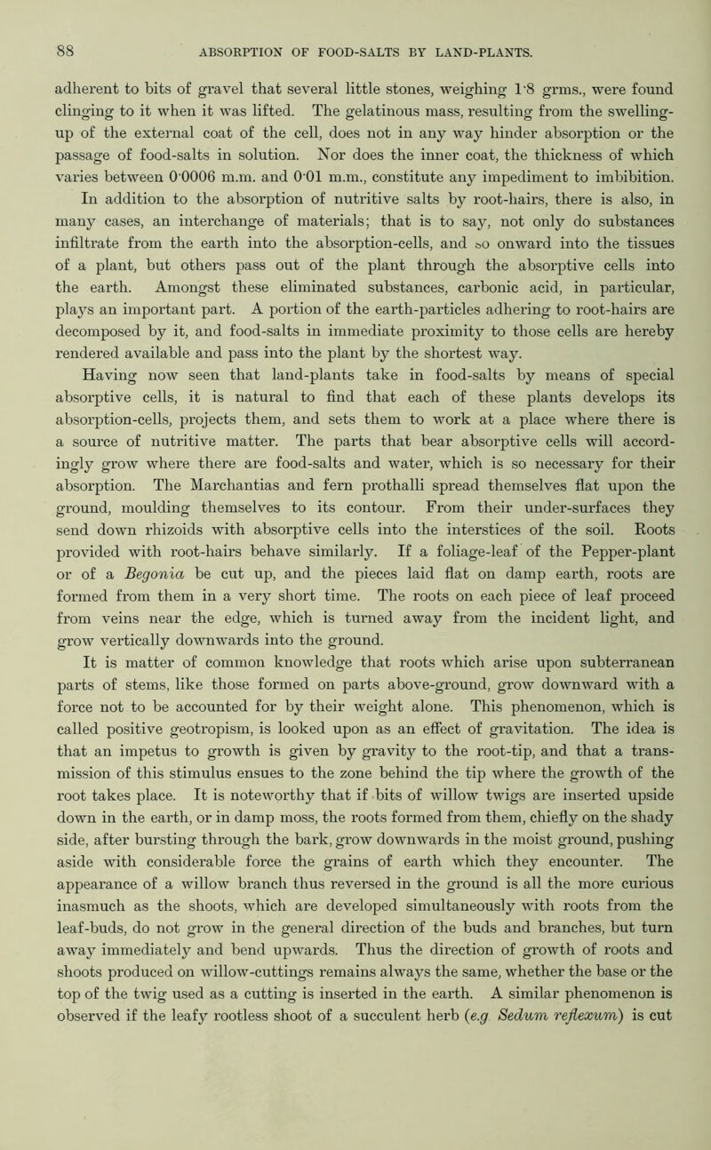 adherent to bits of gravel that several little stones, weighing T8 grins., were found clinging to it when it was lifted. The gelatinous mass, resulting from the swelling- up of the external coat of the cell, does not in any way hinder absorption or the passage of food-salts in solution. Nor does the inner coat, the thickness of which varies between 0 0006 m.m. and O'Ol m.m., constitute any impediment to imbibition. In addition to the absorption of nutritive salts by root-hairs, there is also, in many cases, an interchange of materials; that is to say, not only do substances infiltrate from the earth into the absorption-cells, and &o onward into the tissues of a plant, but others pass out of the plant through the absorptive cells into the earth. Amongst these eliminated substances, carbonic acid, in particular, plays an important part. A portion of the earth-particles adhering to root-hairs are decomposed by it, and food-salts in immediate proximity to those cells are hereby rendered available and pass into the plant by the shortest way. Having now seen that land-plants take in food-salts by means of special absorptive cells, it is natural to find that each of these plants develops its absorption-cells, projects them, and sets them to work at a place where there is a source of nutritive matter. The parts that bear absorptive cells will accord- ingly grow where there are food-salts and water, which is so necessary for their absorption. The Marchantias and fern prothalli spread themselves flat upon the ground, moulding themselves to its contour. From their under-surfaces they send down rhizoids with absorptive cells into the interstices of the soil. Roots provided with root-hairs behave similarly. If a foliage-leaf of the Pepper-plant or of a Begonia be cut up, and the pieces laid flat on damp earth, roots are formed from them in a very short time. The roots on each piece of leaf proceed from veins near the edge, which is turned away from the incident light, and grow vertically downwards into the ground. It is matter of common knowledge that roots which arise upon subterranean parts of stems, like those formed on parts above-ground, grow downward with a force not to be accounted for by their weight alone. This phenomenon, which is called positive geotropism, is looked upon as an effect of gravitation. The idea is that an impetus to growth is given by gravity to the root-tip, and that a trans- mission of this stimulus ensues to the zone behind the tip where the growth of the root takes place. It is noteworthy that if bits of willow twigs are inserted upside down in the earth, or in damp moss, the roots formed from them, chiefly on the shady side, after bursting through the bark, grow downwards in the moist ground, pushing aside with considerable force the grains of earth which they encounter. The appearance of a willow branch thus reversed in the ground is all the more curious inasmuch as the shoots, which are developed simultaneously with roots from the leaf-buds, do not grow in the general direction of the buds and branches, but turn away immediately and bend upwards. Thus the direction of growth of roots and shoots produced on willow-cuttings remains always the same, whether the base or the top of the twig used as a cutting is inserted in the earth. A similar phenomenon is observed if the leafy rootless shoot of a succulent herb (e.g Sedum rejiexum) is cut