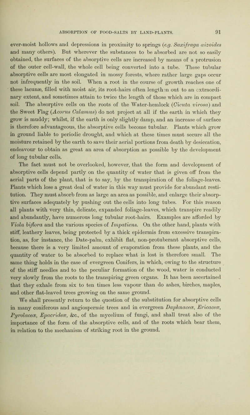 ever-moist hollows and depressions in proximity to springs (e.g. Saxifraga aizoides and many others). But wherever the substances to be absorbed are not so easily obtained, the surfaces of the absorptive cells are increased by means of a protrusion of the outer cell-wall, the whole cell being converted into a tube. These tubular absorptive cells are most elongated in mossy forests, where rather large gaps occur not infrequently in the soil. When a root in the course of growth reaches one of these lacunae, filled with moist air, its root-hairs often lengthen out to an extraordi- nary extent, and sometimes attain to twice the length of those which are in compact soil. The absorptive cells on the roots of the Water-hemlock (Cicuta virosa) and the Sweet Flag (Acorns Calamus) do not project at all if the earth in which they grow is muddy; whilst, if the earth is only slightly damp, and an increase of surface is therefore advantageous, the absorptive cells become tubular. Plants which grow in ground liable to periodic drought, and which at these times must secure all the moisture retained by the earth to save their aerial portions from death by desiccation, endeavour to obtain as great an area of absorption as possible by the development of long tubular cells. The fact must not be overlooked, however, that the form and development of absorptive cells depend partly on the quantity of water that is given off from the aerial parts of the plant, that is to say, by the transpiration of the foliage-leaves. Plants which lose a great deal of water in this way must provide for abundant resti- tution. They must absorb from as large an area as possible, and enlarge their absorp- tive surfaces adequately by pushing out the cells into long tubes. For this reason all plants with very thin, delicate, expanded foliage-leaves, which transpire readily and abundantly, have numerous long tubular root-hairs. Examples are afforded by Viola biflora and the various species of Impatiens. On the other hand, plants with stiff, leathery leaves, being protected by a thick epidermis from excessive transpira- tion, as, for instance, the Date-palm, exhibit flat, non-protuberant absorptive cells, because there is a very limited amount of evaporation from these plants, and the quantity of water to be absorbed to replace what is lost is therefore small. The same thing holds in the case of evergreen Conifers, in which, owing to the structure of the stiff needles and to the peculiar formation of the wood, water is conducted very slowly from the roots to the transpiring green organs. It has been ascertained that they exhale from six to ten times less vapour than do ashes, birches, maples, and other flat-leaved trees growing on the same ground. We shall presently return to the question of the substitution for absorptive cells in many coniferous and angiospermic trees and in evergreen Daphnacece, Ericaceae, Pyrolacece, Epacridece, &c., of the mycelium of fungi, and shall treat also of the importance of the form of the absorptive cells, and of the roots which bear them, in relation to the mechanism of striking root in the ground.