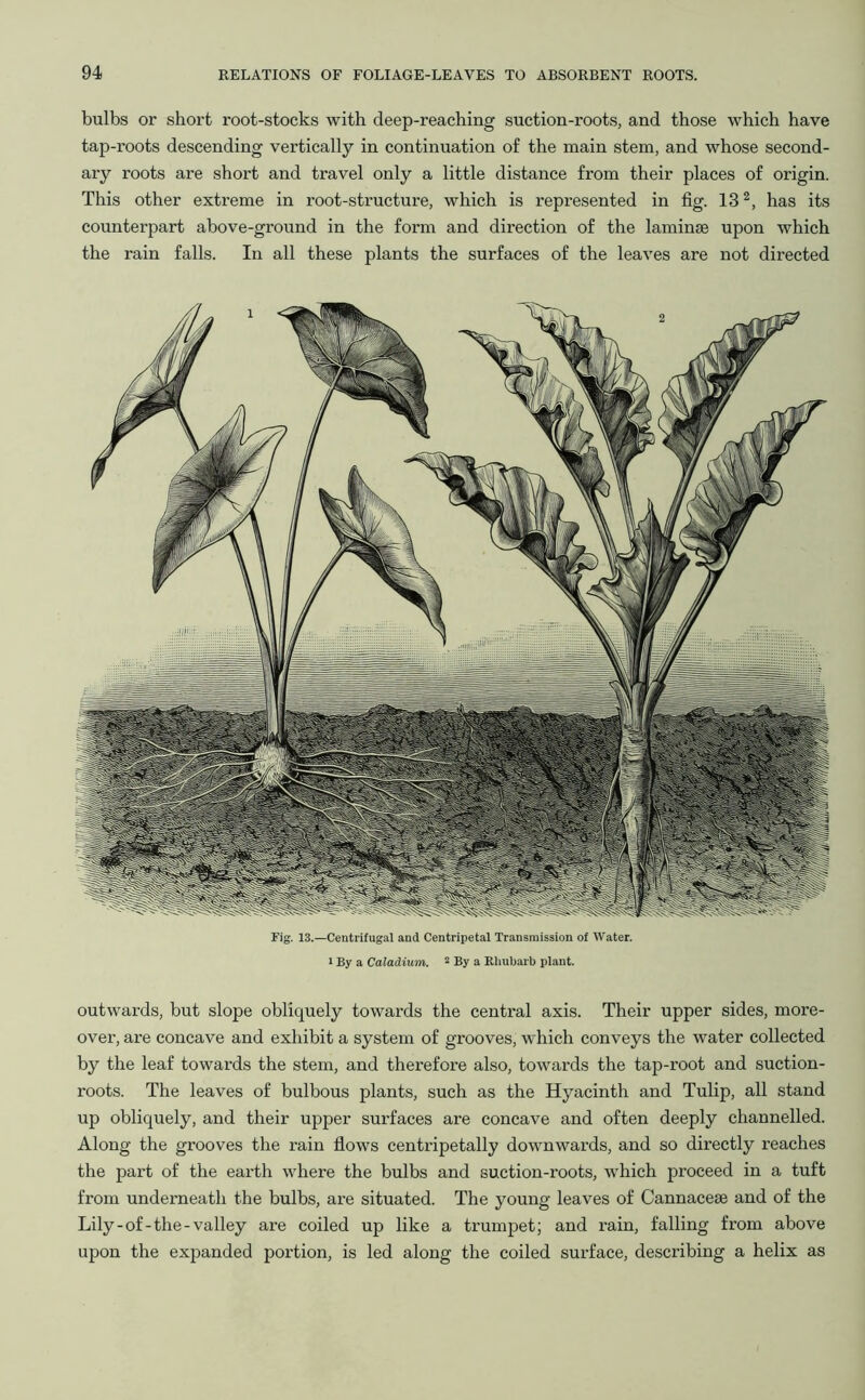 bulbs or short root-stocks with deep-reaching suction-roots, and those which have tap-roots descending vertically in continuation of the main stem, and whose second- ary roots are short and travel only a little distance from their places of origin. This other extreme in root-structure, which is represented in fig. 132, has its counterpart above-ground in the form and direction of the laminae upon which the rain falls. In all these plants the surfaces of the leaves are not directed Fig. 13.—Centrifugal and Centripetal Transmission of Water, i By a Caladium. 2 By a Rhubarb plant. outwards, but slope obliquely towards the central axis. Their upper sides, more- over, are concave and exhibit a system of grooves, which conveys the water collected by the leaf towards the stem, and therefore also, towards the tap-root and suction- roots. The leaves of bulbous plants, such as the Hyacinth and Tulip, all stand up obliquely, and their upper surfaces are concave and often deeply channelled. Along the grooves the rain flows centripetally downwards, and so directly reaches the part of the earth where the bulbs and suction-roots, which proceed in a tuft from underneath the bulbs, are situated. The young leaves of Cannacese and of the Lily-of-the-valley are coiled up like a trumpet; and rain, falling from above upon the expanded portion, is led along the coiled surface, describing a helix as