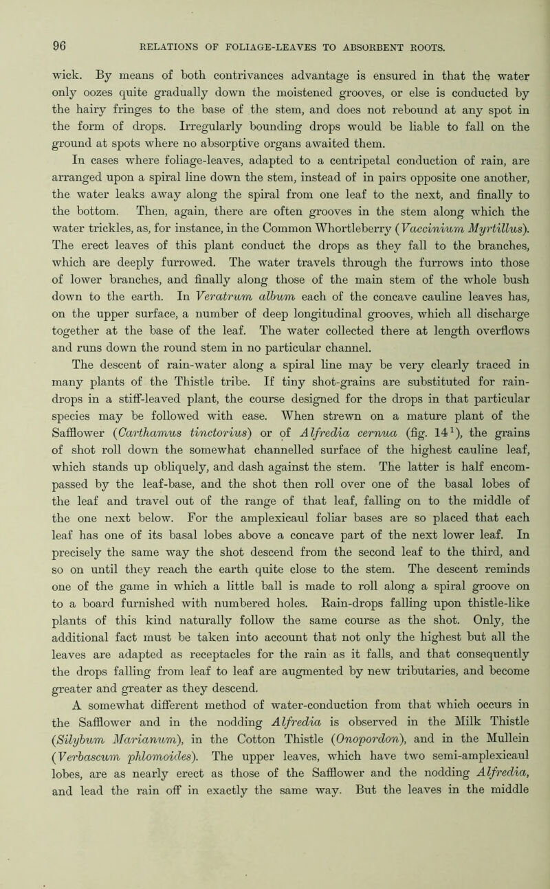 wick. By means of both contrivances advantage is ensured in that the water only oozes quite gradually down the moistened grooves, or else is conducted by the hairy fringes to the base of the stem, and does not rebound at any spot in the form of drops. Irregularly bounding drops would be liable to fall on the ground at spots where no absorptive organs awaited them. In cases where foliage-leaves, adapted to a centripetal conduction of rain, are arranged upon a spiral line down the stem, instead of in pairs opposite one another, the water leaks away along the spiral from one leaf to the next, and finally to the bottom. Then, again, there are often grooves in the stem along which the water trickles, as, for instance, in the Common Whortleberry ( Vaccinium Myrtillus). The erect leaves of this plant conduct the drops as they fall to the branches, which are deeply furrowed. The water travels through the furrows into those of lower branches, and finally along those of the main stem of the whole bush down to the earth. In Veratrum album each of the concave cauline leaves has, on the upper surface, a number of deep longitudinal grooves, which all discharge together at the base of the leaf. The water collected there at length overflows and runs down the round stem in no particular channel. The descent of rain-water along a spiral line may be very clearly traced in many plants of the Thistle tribe. If tiny shot-grains are substituted for rain- drops in a stiff-leaved plant, the course designed for the drops in that particular species may be followed with ease. When strewn on a mature plant of the Safflower (Carthamus tinctorius) or of Alfredia cernua (fig. 14x), the grains of shot roll down the somewhat channelled surface of the highest cauline leaf, which stands up obliquely, and dash against the stem. The latter is half encom- passed by the leaf-base, and the shot then roll over one of the basal lobes of the leaf and travel out of the range of that leaf, falling on to the middle of the one next below. For the amplexicaul foliar bases are so placed that each leaf has one of its basal lobes above a concave part of the next lower leaf. In precisely the same way the shot descend from the second leaf to the third, and so on until they reach the earth quite close to the stem. The descent reminds one of the game in which a little ball is made to roll along a spiral groove on to a board furnished with numbered holes. Rain-drops falling upon thistle-like plants of this kind naturally follow the same course as the shot. Only, the additional fact must be taken into account that not only the highest but all the leaves are adapted as receptacles for the rain as it falls, and that consequently the drops falling from leaf to leaf are augmented by new tributaries, and become greater and greater as they descend. A somewhat different method of water-conduction from that which occurs in the Safflower and in the nodding Alfredia is observed in the Milk Thistle (Silybum Marianum), in the Cotton Thistle (Onopordon), and in the Mullein (Verbascum phlomoides). The upper leaves, which have two semi-amplexicaul lobes, are as nearly erect as those of the Safflower and the nodding Alfredia, and lead the rain off in exactly the same way. But the leaves in the middle