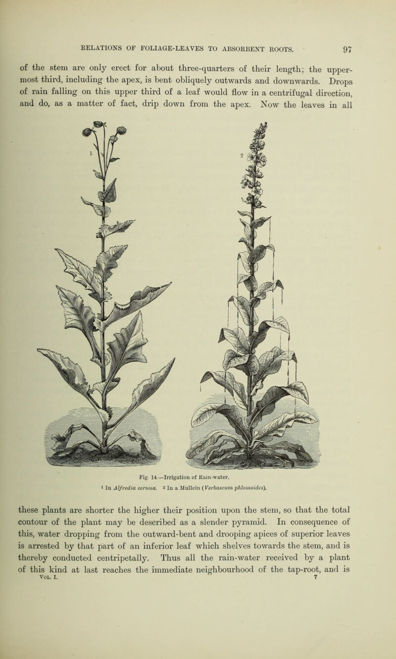 of the stem are only erect for about three-quarters of their length; the upper- most third, including the apex, is bent obliquely outwards and downwards. Drops of rain falling on this upper third of a leaf would flow in a centrifugal direction, and do, as a matter of fact, drip down from the apex. Now the leaves in all Fig. 14.—Irrigatiou of Rain-water. 1 In Alfredia cernua. 2 In a Mullein (Verbascumphlomoid.es). these plants are shorter the higher their position upon the stem, so that the total contour of the plant may be described as a slender pyramid. In consequence of this, water dropping from the outward-bent and drooping apices of superior leaves is arrested by that part of an inferior leaf which shelves towards the stem, and is thereby conducted centripetally. Thus all the rain-water received by a plant of this kind at last reaches the immediate neighbourhood of the tap-root, and is VOL. I. 7