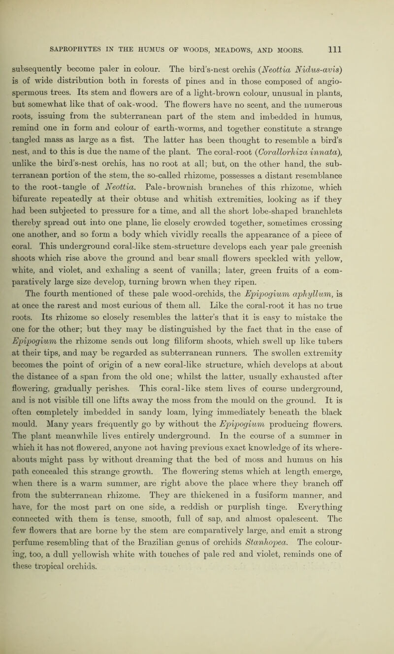 subsequently become paler in colour. The bird’s-nest orchis (Neottia Nidus-avis) is of wide distribution both in forests of pines and in those composed of angio- spermous trees. Its stem and flowers are of a light-brown colour, unusual in plants, but somewhat like that of oak-wood. The flowers have no scent, and the numerous roots, issuing from the subterranean part of the stem and imbedded in humus, remind one in form and colour of earth-worms, and together constitute a strange .tangled mass as large as a fist. The latter has been thought to resemble a bird’s nest, and to this is due the name of the plant. The coral-root (Corallorhiza innata), unlike the bird’s-nest orchis, has no root at all; but, on the other hand, the sub- terranean portion of the stem, the so-called rhizome, possesses a distant resemblance to the root- tangle of Neottia. Pale-brownish branches of this rhizome, which bifurcate repeatedly at their obtuse and whitish extremities, looking as if they had been subjected to pressure for a time, and all the short lobe-shaped branchlets thereby spread out into one plane, lie closely crowded together, sometimes crossing one another, and so form a body which vividly recalls the appearance of a piece of coral. This underground coral-like stem-structure develops each year pale greenish shoots which rise above the ground and bear small flowers speckled with yellow, white, and violet, and exhaling a scent of vanilla; later, green fruits of a com- paratively large size develop, turning brown when they ripen. The fourth mentioned of these pale wood-orchids, the Epipogium aphyllum, is at once the rarest and most curious of them all. Like the coral-root it has no true roots. Its rhizome so closely resembles the latter’s that it is easy to mistake the one for the other; but they may be distinguished by the fact that in the case of Epipogium the rhizome sends out long filiform shoots, which swell up like tubers at their tips, and may be regarded as subterranean runners. The swollen extremity becomes the point of origin of a new coral-like structure, which develops at about the distance of a span from the old one; whilst the latter, usually exhausted after flowering, gradually perishes. This coral-like stem lives of course underground, and is not visible till one lifts away the moss from the mould on the ground. It is often completely imbedded in sandy loam, lying immediately beneath the black mould. Many years frequently go by without the Epipogium producing flowers. The plant meanwhile lives entirely underground. In the course of a summer in which it has not flowered, anyone not having previous exact knowledge of its where- abouts might pass by without dreaming that the bed of moss and humus on his path concealed this strange growth. The flowering stems which at length emerge, when there is a warm summer, are right above the place where they branch off from the subterranean rhizome. They are thickened in a fusiform manner, and have, for the most part on one side, a reddish or purplish tinge. Everything connected with them is tense, smooth, full of sap, and almost opalescent. The few flowers that are borne by the stem are comparatively large, and emit a strong perfume resembling that of the Brazilian genus of orchids Stanhopea. The colour- ing, too, a dull yellowish white with touches of pale red and violet, reminds one of these tropical orchids.