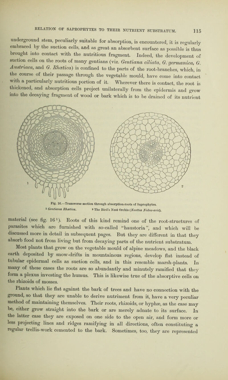 underground stem, peculiarly suitable for absorption, is encountered, it is regularly embraced by the suction cells, and as great an absorbent surface as possible is thus brought into contact with the nutritious fragment. Indeed, the development of suction cells on the roots of many gentians (viz. Gentiana ciliata, G. germanica, G. Austnaca, and G. Rhcetica) is confined to the parts of the root-branches, which, in the course of their passage through the vegetable mould, have come into contact with a particularly nutritious portion of it. Wherever there is contact, the root is thickened, and absorption cells project unilaterally from the epidermis and grow into the decaying fragment of wood or bark which is to be drained of its nutrient Fig. 16.—Transverse section through absorption-roots of Saprophytes. » Gentiana Bhcstica. a The Bird’s Nest Orchis (Neottia Nidus-avis). mateiial (see fig. 16 *). Roots of this kind remind one of the root-structures of parasites which are furnished with so-called “haustoria”, and which will be discussed more in detail in subsequent pages. But they are different in that they absorb food not from living but from decaying parts of the nutrient substratum. Most plants that grow on the vegetable mould of alpine meadows, and the black eaith deposited by snow-drifts in mountainous regions, develop flat instead of tubular epidermal cells as suction cells, and in this resemble marsh-plants. In many of these cases the roots are so abundantly and minutely ramified that they foim a plexus investing the humus. This is likewise true of the absorptive cells on the rhizoids of mosses. Plants which lie flat against the bark of trees and have no connection with the ground, so that they are unable to derive nutriment from it, have a very peculiar method of maintaining themselves. Their roots, rhizoids, or hyplue, as the case may be, either grow straight into the bark or are merely adnate to its surface. In the latter case they are exposed on one side to the open air, and form more or less projecting lines and ridges ramifying in all directions, often constituting a regular trellis-work cemented to the bark. Sometimes, too, they are represented