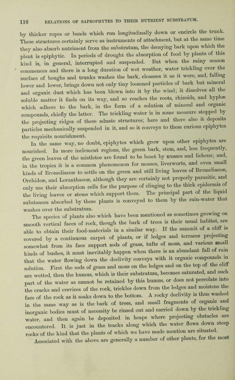 by thicker ropes or bands which run longitudinally down or encircle the trunk. These structures certainly serve as instruments of attachment, but at the same time they also absorb nutriment from the substratum, the decaying bark upon which the plant is epiphytic. In periods of drought the absorption of food by plants of this kind is, in general, interrupted and suspended. But when the rainy season commences and there is a long duration of wet weather, water trickling over the surface of boughs and trunks washes the bark, cleanses it as it were, and, falling lower and lower, brings down not only tiny loosened particles of bark but mineral and organic dust which has been blown into it by the wind; it dissolves all the soluble matter it finds on its way, and so reaches the roots, rhizoids, and hyphse which adhere to the bark, in the form of a solution of mineral and organic compounds, chiefly the latter. The trickling water is in some measure stopped by the projecting ridges of these adnate structures; here and there also it deposits particles mechanically suspended in it, and so it conveys to these curious epiphytes the requisite nourishment. In the same way, no doubt, epiphytes which grow upon other epiphytes are nourished. In more inclement regions, the green bark, stem, and, less frequently, the green leaves of the mistletoe are found to be beset by mosses and lichens; and, in the tropics it is a common phenomenon for mosses, liverworts, and even small kinds of Bromeliacese to settle on the green and still living leaves of Bromeliacese, Orchidese, and Loranthacese, although they are certainly not properly parasitic, and only use their absorption cells for the purpose of clinging to the thick epidermis of the living leaves or stems which support them. The principal part of the liquid substances absorbed by these plants is conveyed to them by the rain-water that washes over the substratum. The species of plants also which have been mentioned as sometimes growing on smooth vertical faces of rock, though the bark of trees is their usual habitat, are able to obtain their food-materials in a similar way. If the summit of a cliff is covered by a continuous carpet of plants, or if ledges and terraces projecting somewhat from its face support sods of grass, tufts of moss, and various small kinds of bushes, it must inevitably happen when there is an abundant fall of rain that the water flowing down the declivity conveys with it organic compounds m solution. First the sods of grass and moss on the ledges and on the top of the cliff are wetted, then the humus, which is their substratum, becomes saturated, and such part of the water as cannot be retained by this humus, or does not percolate into the cracks and crevices of the rock, trickles down from the ledges and moistens the face of the rock as it soaks down to the bottom. A rocky declivity is thus washed in the same way as is the bark of trees, and small fragments of organic and inorganic bodies must of necessity be rinsed out and carried down by the trickling water, and then again be deposited in heaps where projecting obstacles are encountered. It is just in the tracks along which the water flows down steep rocks of the kind that the plants of which we have made mention are situated. Associated with the above are generally a number of other plants, for the most