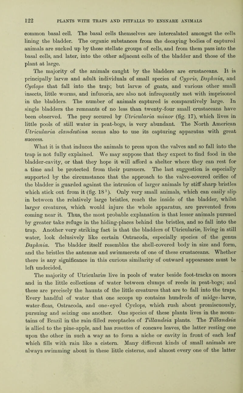 common basal cell. The basal cells themselves are intercalated amongst the cells lining the bladder. The organic substances from the decaying bodies of captured animals are sucked up by these stellate groups of cells, and from them pass into the basal cells, and later, into the other adjacent cells of the bladder and those of the plant at large. The majority of the animals caught by the bladders are crustaceans. It is principally larvae and adult individuals of small species of Gypris, Daplinia, and Cyclops that fall into the trap; but larvae of gnats, and various other small insects, little worms, and infusoria, are also not infrequently met with imprisoned in the bladders. The number of animals captured is comparatively large. In single bladders the remnants of no less than twenty-four small crustaceans have been observed. The prey secured by Utricularia minor (fig. 17), which lives in little pools of still water in peat-bogs, is very abundant. The North American Utricularia clandestinei seems also to use its capturing apparatus with great success. What it is that induces the animals to press upon the valves and so fall into the trap is not fully explained. We may suppose that they expect to find food in the bladder-cavity, or that they hope it will afford a shelter where they can rest for a time and be protected from their pursuers. The last suggestion is especially supported by the circumstance that the approach to the valve-covered orifice of the bladder is guarded against the intrusion of larger animals by stiff sharp bristles which stick out from it (fig. 181). Only very small animals, which can easily slip in between the relatively large bristles, reach the inside of the bladder, whilst larger creatures, which would injure the whole apparatus, are prevented from coming near it. Thus, the most probable explanation is that lesser animals pursued by greater take refuge in the hiding-places behind the bristles, and so fall into the trap. Another very striking fact is that the bladders of Utricularise, living in still water, look delusively like certain Ostracoda, especially species of the genus Daphnia. The bladder itself resembles the shell-covered body in size and form, and the bristles the antennae and swimmerets of one of these crustaceans. Whether there is any significance in this curious similarity of outward appearance must be left undecided. The majority of Utriculariae live in pools of water beside foot-tracks on moors and in the little collections of water between clumps of reeds in peat-bogs; and these are precisely the haunts of the little creatures that are to fall into the traps. Every handful of water that one scoops up contains hundreds of midge - larvae, water-fleas, Ostracoda, and one-eyed Cyclops, which rush about promiscuously, pursuing and seizing one another. One species of these plants lives in the moun- tains of Brazil in the rain-filled receptacles of Tillandsia plants. The Tillandsia is allied to the pine-apple, and has rosettes of concave leaves, the latter resting one upon the other in such a way as to form a niche or cavity in front of each leaf which fills with rain like a cistern. Many different kinds of small animals are always swimming about in these little cisterns, and almost every one of the latter