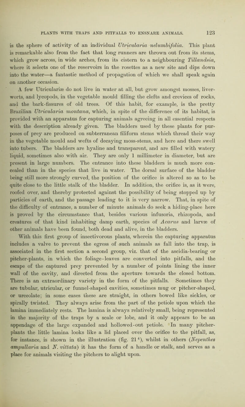 is the sphere of activity of an individual Utricuiaria nelumbifolia. This plant is remarkable also from the fact that long runners are thrown out from its stems, which grow across, in wide arches, from its cistern to a neighbouring Tillandsia, where it selects one of the reservoirs in the rosettes as a new site and dips down into the water—a fantastic method of propagation of which we shall speak again on another occasion. A few Utriculariae do not live in water at all, but grow amongst mosses, liver- worts, and lycopods, in the vegetable mould filling the clefts and crevices of rocks, and the bark-fissures of old trees. Of this habit, for example, is the pretty Brazilian Utricuiaria montana, which, in spite of the difference of its habitat, is provided with an apparatus for capturing animals agreeing in all essential respects with the description already given. The bladders used by these plants for pur- poses of prey are produced on subterranean filiform stems which thread their way in the vegetable mould and wefts of decaying moss-stems, and here and there swell into tubers. The bladders are hyaline and transparent, and are filled with watery liquid, sometimes also with air. They are only 1 millimeter in diameter, but are present in large numbers. The entrance into these bladders is much more con- cealed than in the species that live in water. The dorsal surface of the bladder being still more strongly curved, the position of the orifice is altered so as to be quite close to the little stalk of the bladder. In addition, the orifice is, as it were, roofed over, and thereby protected against the possibility of being stopped up by particles of earth, and the passage leading to it is very narrow. That, in spite of the difficulty of entrance, a number of minute animals do seek a hiding-place here is proved by the circumstance that, besides various infusoria, rhizopoda, and creatures of that kind inhabiting damp earth, species of Acarus and larvae of other animals have been found, both dead and alive, in the bladders. With this first group of insectivorous plants, wherein the capturing apparatus includes a valve to prevent the egress of such animals as fall into the trap, is associated in the first section a second group, viz. that of the ascidia-bearing or pitcher-plants, in which the foliage-leaves are converted into pitfalls, and the escape of the captured prey prevented by a number of points lining the inner wall of the cavity, and directed from the aperture towards the closed bottom. There is an extraordinary variety in the form of the pitfalls. Sometimes they are tubular, utricular, or funnel-shaped cavities, sometimes mug or pitcher-shaped, or urceolate; in some cases these are straight, in others bowed like sickles, or spirally twisted. They always arise from the part of the petiole upon which the lamina immediately rests. The lamina is always relatively small, being represented in the majority of the traps by a scale or lobe, and it only appears to be an appendage of the large expanded and hollowed-out petiole. In many pitcher- plants the little lamina looks like a lid placed over the orifice to the pitfall, as, for instance, is shown in the illustration (fig. 214), whilst in others (Nepenthes ampullaria and N. vittata) it has the form of a handle or stalk, and serves as a place for animals visiting the pitchers to alight upon.