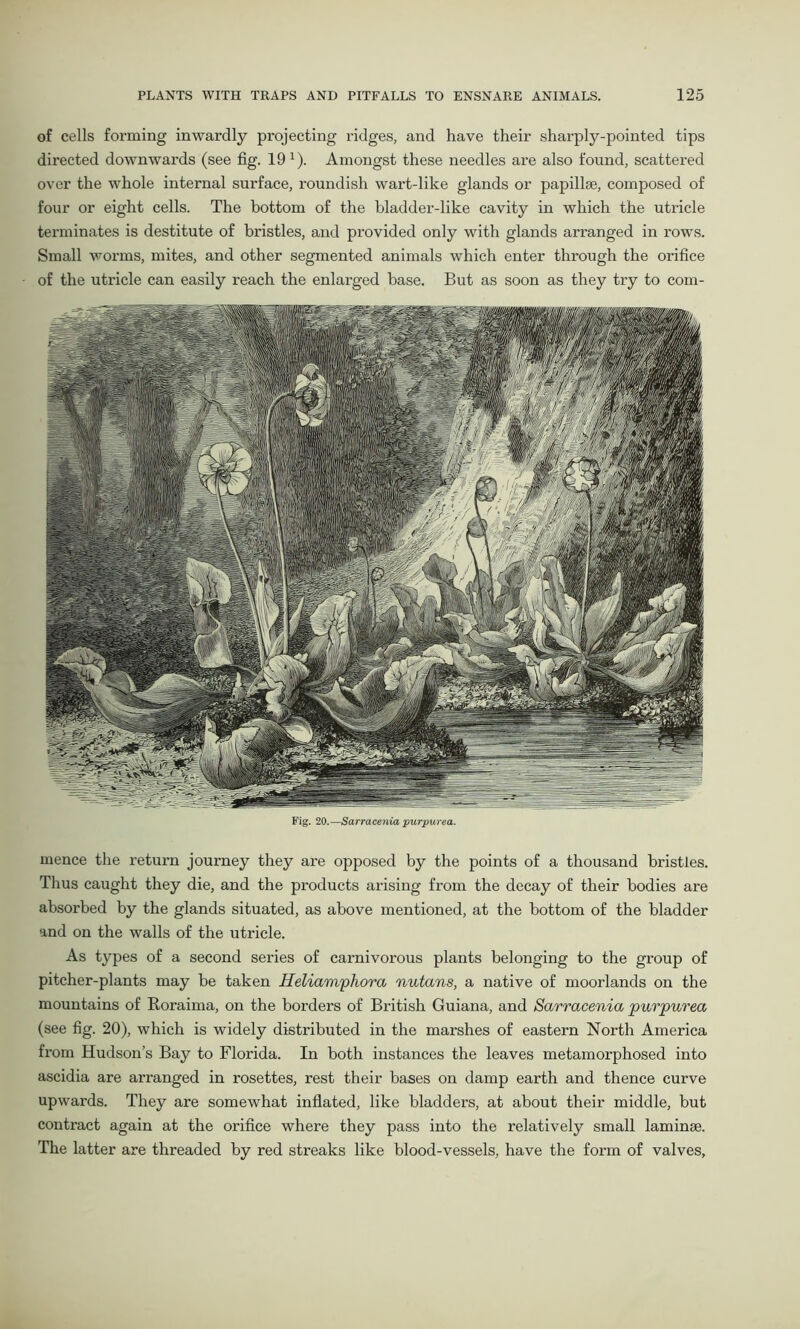 of cells forming inwardly projecting ridges, and have their sharply-pointed tips directed downwards (see fig. 19 1). Amongst these needles are also found, scattered over the whole internal surface, roundish wart-like glands or papillae, composed of four or eight cells. The bottom of the bladder-like cavity in which the utricle terminates is destitute of bristles, and provided only with glands arranged in rows. Small worms, mites, and other segmented animals which enter through the orifice of the utricle can easily reach the enlarged base. But as soon as they try to com- Fig. 20.—Sarracenia purpurea. mence the return journey they are opposed by the points of a thousand bristles. Thus caught they die, and the products arising from the decay of their bodies are absorbed by the glands situated, as above mentioned, at the bottom of the bladder and on the walls of the utricle. As types of a second series of carnivorous plants belonging to the group of pitcher-plants may be taken Heliamphora nutans, a native of moorlands on the mountains of Roraima, on the borders of British Guiana, and Sarracenia purpurea (see fig. 20), which is widely distributed in the marshes of eastern North America from Hudson’s Bay to Florida. In both instances the leaves metamorphosed into ascidia are arranged in rosettes, rest their bases on damp earth and thence curve upwards. They are somewhat inflated, like bladders, at about their middle, but contract again at the orifice where they pass into the relatively small laminae. The latter are threaded by red streaks like blood-vessels, have the form of valves.