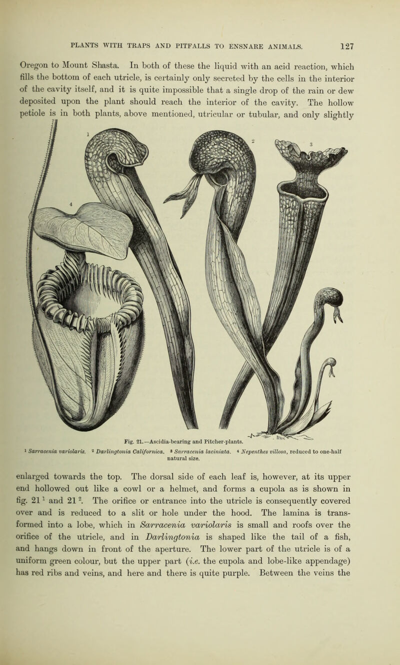 Oregon to Mount Shasta. In both of these the liquid with an acid reaction, which fills the bottom of each utricle, is certainly only secreted by the cells in the interior of the cavity itself, and it is quite impossible that a single drop of the rain or dew deposited upon the plant should reach the interior of the cavity. The hollow petiole is in both plants, above mentioned, utricular or tubular, and only slightly 1 Sarracenia variolaris. Fig. 21.— Ascidia-bearing and Pitcher-plants. 2 Darlingtonia California. 3 Sarracenia laciniata. * Nepenthes villosa, reduced to one-half natural size. enlarged towards the top. The dorsal side of each leaf is, however, at its upper end hollowed out like a cowl or a helmet, and forms a cupola as is shown in fig. 211 and 212. The orifice or entrance into the utricle is consequently covered over and is reduced to a slit or hole under the hood. The lamina is trans- formed into a lobe, which in Sarracenia variolaris is small and roofs over the orifice of the utricle, and in Darlingtonia is shaped like the tail of a fish, and hangs down in front of the aperture. The lower part of the utricle is of a uniform green colour, but the upper part (i.e. the cupola and lobe-like appendage) has red ribs and veins, and here and there is quite purple. Between the veins the