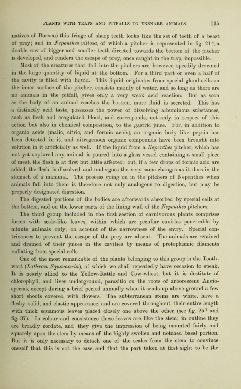 natives of Borneo) this fringe of sharp teeth looks like the set of teeth of a beast of prey; and in Nepenthes villosa, of which a pitcher is represented in fig. 214, a double row of bigger and smaller teeth directed towards the bottom of the pitcher is developed, and renders the escape of prey, once caught in the trap, impossible. Most of the creatures that fall into the pitchers are, however, speedily drowned in the large quantity of liquid at the bottom. For a third part or even a half of the cavity is filled with liquid. This liquid originates from special gland-cells on the inner surface of the pitcher, consists mainly of water, and so long as there are no animals in the pitfall, gives only a very weak acid reaction. But as soon as the body of an animal reaches the bottom, more fluid is secreted. This has a distinctly acid taste, possesses the power of dissolving albuminous substances, such as flesh and coagulated blood, and corresponds, not only in respect of this action but also in chemical composition, to the gastric juice. For, in addition to organic acids (malic, citric, and formic acids), an organic body like pepsin has been detected in it, and nitrogenous organic compounds have been brought into solution in it artificially as well. If the liquid from a Nepenthes pitcher, which has not yet captured any animal, is poured into a glass vessel containing a small piece of meat, the flesh is at first but little affected; but, if a few drops of formic acid are added, the flesh is dissolved and undergoes the very same changes as it does in the stomach of a mammal. The process going on in the pitchers of Nepenthes when animals fall into them is therefore not only analogous to digestion, but may be properly designated digestion. The digested portions of the bodies are afterwards absorbed by special cells at the bottom, and on the lower parts of the lining wall of the Nepenthes pitchers. The third group included in the first section of carnivorous plants comprises forms with scale-like leaves, within which are peculiar cavities penetrable by minute animals only, on account of the narrowness of the entry. Special con- trivances to prevent the escape of the prey are absent. The animals are retained and drained of their juices in the cavities by means of protoplasmic filaments radiating from special cells. One of the most remarkable of the plants belonging to this group is the Tooth- wort (Lathrcea Squamaria), of which we shall repeatedly have occasion to speak. It is nearly allied to the Yellow-Rattle and Cow-wheat, but it is destitute of chlorophyll, and lives underground, parasitic on the roots of arborescent Angio- sperms, except during a brief period annually when it sends up above-ground a few short shoots covered with flowers. The subterranean stems are white, have a fleshy, solid, and elastic appearance, and are covered throughout their entire length with thick squamous leaves placed closely one above the other (see fig. 25 1 and fig. 37). In colour and consistence these leaves are like the stem; in outline they are broadly cordate, and they give the impression of being mounted fairly and squarely upon the stem by means of the highly swollen and notched basal portion. But it is only necessary to detach one of the scales from the stem to convince oneself that this is not the case, and that the part taken at first sight to be the