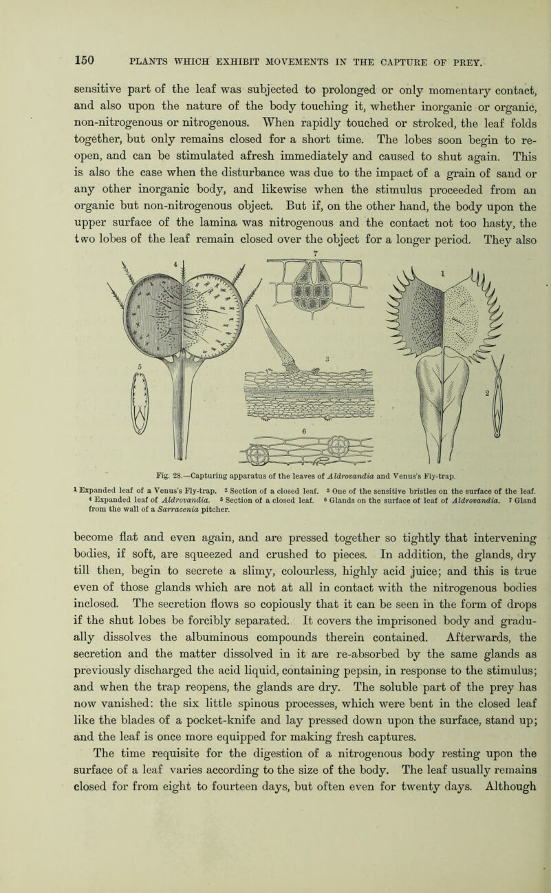 sensitive part of the leaf was subjected to prolonged or only momentary contact, and also upon the nature of the body touching it, whether inorganic or organic, non-nitrogenous or nitrogenous. When rapidly touched or stroked, the leaf folds together, but only remains closed for a short time. The lobes soon begin to re- open, and can be stimulated afresh immediately and caused to shut again. This is also the case when the disturbance was due to the impact of a grain of sand or any other inorganic body, and likewise when the stimulus proceeded from an organic but non-nitrogenous object. But if, on the other hand, the body upon the upper surface of the lamina was nitrogenous and the contact not too hasty, the two lobes of the leaf remain closed over the object for a longer period. They also 7 Fig. 28.—Capturing apparatus of the leaves of Aldrovandia and Venus's Fly-trap. l Expanded leaf of a Venus’s Fly-trap. 2 Section of a closed leaf, s One of the sensitive bristles on the surface of the leaf. 1 Expanded leaf of Aldrovandia. * Section of a closed leaf. 6 Glands on the surface of leaf of Aldrovandia. I Gland from the wall of a Sarracenia pitcher. become flat and even again, and are pressed together so tightly that intervening bodies, if soft, are squeezed and crushed to pieces. In addition, the glands, dry till then, begin to secrete a slimy, colourless, highly acid juice; and this is true even of those glands which are not at all in contact with the nitrogenous bodies inclosed. The secretion flows so copiously that it can be seen in the form of drops if the shut lobes be forcibly separated. It covers the imprisoned body and gradu- ally dissolves the albuminous compounds therein contained. Afterwards, the secretion and the matter dissolved in it are re-absorbed by the same glands as previously discharged the acid liquid, containing pepsin, in response to the stimulus; and when the trap reopens, the glands are dry. The soluble part of the prey has now vanished: the six little spinous processes, which were bent in the closed leaf like the blades of a pocket-knife and lay pressed down upon the surface, stand up; and the leaf is once more equipped for making fresh captures. The time requisite for the digestion of a nitrogenous body resting upon the surface of a leaf varies according to the size of the body. The leaf usually remains closed for from eight to fourteen days, but often even for twenty days. Although