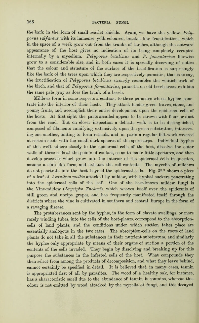 the bark in the form of small scarlet shields. Again, we have the yellow Poly- porus sulfureus with its immense yolk-coloured, bracket-like fructifications, which in the space of a week grow out from the trunks of larches, although the outward appearance of the host gives no indication of its being completely occupied internally by a mycelium. Polyporus betulinus and P. fomentarius likewise grew to a considerable size, and in both cases it is specially deserving of notice that the colour and structure of the surface of the fructification is surprisingly like the bark of the trees upon which they are respectively parasitic; that is to say, the fructification of Polyporus betulinus strongly resembles the whitish bark of the birch, and that of Polyporus fomentarius, parasitic on old beech-trees, exhibits the same pale gray as does the trunk of a beech. Mildews form in some respects a contrast to these parasites whose hyphse pene- trate into the interior of their hosts. They attack tender green leaves, stems, and young fruits, and accomplish their entire development upon the epidermal cells of the hosts. At first sight the parts assailed appear to be strewn with flour or dust from the road. But on closer inspection a delicate weft is to be distinguished, composed of filaments ramifying extensively upon the green substratum, intersect- ing one another, uniting to form reticula, and in parts a regular felt-work covered at certain spots with the small dark spheres of the sporocarps. Individual hyphse of this weft adhere closely to the epidermal cells of the host, dissolve the outer walls of these cells at the points of contact, so as to make little apertures, and then develop processes which grow into the interior of the epidermal cells in question, assume a club-like form, and exhaust the cell-contents. The mycelia of mildews do not penetrate into the host beyond the epidermal cells. Fig. 32 2 shows a piece of a leaf of Acanthus mollis attacked by mildew, with hyphal suckers penetrating into the epidermal cells of the leaf. One of the best-known mildew fungi is the Yine-mildew (Erysiphe Tuckeri), which weaves itself over the epidermis of still green and unripe grapes, and has frequently manifested itself through the districts where the vine is cultivated in southern and central Europe in the form of a ravaging disease. The protuberances sent by the hyphse, in the form of clavate swellings, or more rarely winding tubes, into the cells of the host-plants, correspond to the absorption- cells of land plants, and the conditions under which suction takes place are essentially analogous in the two cases. The absorption-cells on the roots of land plants do not take in all the substances in their nutrient substratum, and similarly the hyphse only appropriate by means of their organs of suction a portion of the contents of the cells invaded. They begin by dissolving and breaking up for this purpose the substances in the infested cells of the host. What compounds they then select from among the products of decomposition, and what they leave behind, cannot certainly be specified in detail. It is believed that, in many cases, tannin is appropriated first of all by parasites. The wood of a healthy oak, for instance, has a characteristic smell due to the abundance of tannin it contains, whereas this odour is not emitted by wood attacked by the mycelia of fungi, and this decayed