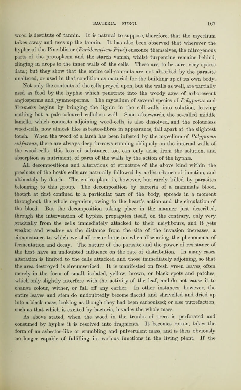 wood is destitute of tannin. It is natural to suppose, therefore, that the mycelium takes away and uses up the tannin. It has also been observed that wherever the hyphse of the Pine-blister (Peridermium Pini) ensconce themselves, the nitrogenous parts of the protoplasm and the starch vanish, whilst turpentine remains behind, clinging in drops to the inner walls of the cells. These are, to be sure, very sparse data; but they show that the entire cell-contents are not absorbed by the parasite unaltered, or used in that condition as material for the building up of its own body. Not only the contents of the cells preyed upon, but the walls as well, are partially used as food by the hyphse which penetrate into the woody axes of arborescent angiosperms and gymnosperms. The mycelium of several species of Polyporus and Trametes begins by bringing the lignin in the cell-walls into solution, leaving nothing but a pale-coloured cellulose wall. Soon afterwards, the so-called middle lamella, which connects adjoining wood-cells, is also dissolved, and the colourless wood-cells, now almost like asbestos-fibres in appearance, fall apart at the slightest touch. When the wood of a larch has been infested by the mycelium of Polyporus sulfureus, there are always deep furrows running obliquely on the internal walls of the wood-cells; this loss of substance, too, can only arise from the solution, and absorption as nutriment, of parts of the walls by the action of the hyphse. All decompositions and alterations of structure of the above kind within the precincts of the host’s cells are naturally followed by a disturbance of function, and ultimately by death. The entire plant is, however, but rarely killed by parasites belonging to this group. The decomposition by bacteria of a mammal’s blood, though at first confined to a particular part of the body, spreads in a moment throughout the whole organism, owing to the heart’s action and the circulation of the blood. But the decomposition taking place in the manner just described, through the intervention of hyphse, propagates itself, on the contrary, only very gradually from the cells immediately attacked to their neighbours, and it gets weaker and weaker as the distance from the site of the invasion increases, a circumstance to which we shall recur later on when discussing the phenomena of fermentation and decay. The nature of the parasite and the power of resistance of the host have an undoubted influence on the rate of distribution. In many cases alteration is limited to the cells attacked and those immediately adjoining, so that the area destroyed is circumscribed. It is manifested on fresh green leaves, often merely in the form of small, isolated, yellow, brown, or black spots and patches, which only slightly interfere with the activity of the leaf, and do not cause it to change colour, wither, or fall off any earlier. In other instances, however, the entire leaves and stem do undoubtedly become flaccid and shrivelled and dried up into a black mass, looking as though they had been carbonized; or else putrefaction, such as that which is excited by bacteria, invades the whole mass. As above stated, when the wood in the trunks of trees is perforated and consumed by hyphse it is resolved into fragments. It becomes rotten, takes the form of an asbestos-like or crumbling and pulverulent mass, and is then obviously no longer capable of fulfilling its various functions in the living plant. If the