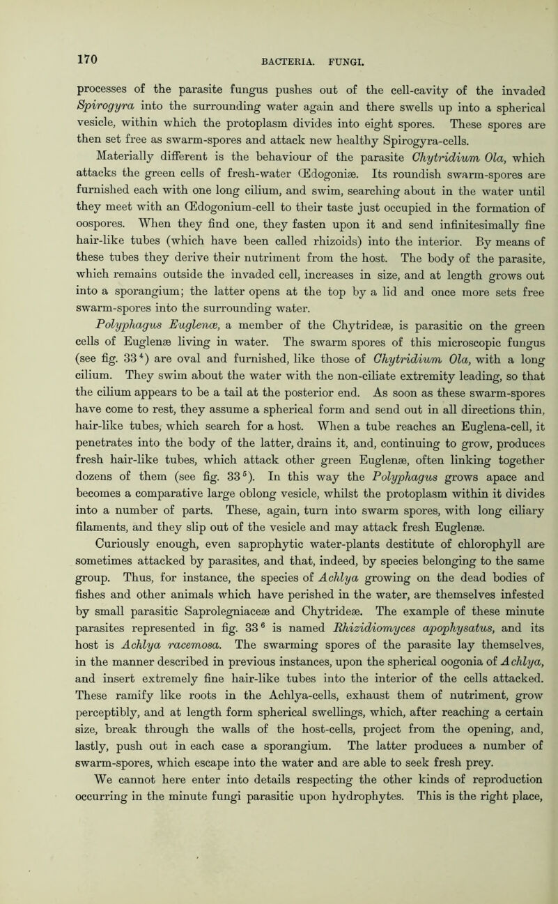 processes of the parasite fungus pushes out of the cell-cavity of the invaded Spirogyra into the surrounding water again and there swells up into a spherical vesicle, within which the protoplasm divides into eight spores. These spores are then set free as swarm-spores and attack new healthy Spirogyra-cells. Materially different is the behaviour of the parasite Chytridium Ola, which attacks the green cells of fresh-water (Edogonise. Its roundish swarm-spores are furnished each with one long cilium, and swim, searching about in the water until they meet with an CEdogonium-cell to their taste just occupied in the formation of oospores. When they find one, they fasten upon it and send infinitesimally fine hair-like tubes (which have been called rhizoids) into the interior. By means of these tubes they derive their nutriment from the host. The body of the parasite, which remains outside the invaded cell, increases in size, and at length grows out into a sporangium; the latter opens at the top by a lid and once more sets free swarm-spores into the surrounding water. Polyphagus Euglence, a member of the Chytrideae, is parasitic on the green cells of Euglenae living in water. The swarm spores of this microscopic fungus (see fig. 334) are oval and furnished, like those of Chytridium Ola, with a long cilium. They swim about the water with the non-ciliate extremity leading, so that the cilium appears to be a tail at the posterior end. As soon as these swarm-spores have come to rest, they assume a spherical form and send out in all directions thin, hair-like tubes, which search for a host. When a tube reaches an Euglena-cell, it penetrates into the body of the latter, drains it, and, continuing to grow, produces fresh hair-like tubes, which attack other green Euglenae, often linking together dozens of them (see fig. 336). In this way the Polyphagus grows apace and becomes a comparative large oblong vesicle, whilst the protoplasm within it divides into a number of parts. These, again, turn into swarm spores, with long ciliary filaments, and they slip out of the vesicle and may attack fresh Euglenae. Curiously enough, even saprophytic water-plants destitute of chlorophyll are sometimes attacked by parasites, and that, indeed, by species belonging to the same group. Thus, for instance, the species of Achlya growing on the dead bodies of fishes and other animals which have perished in the water, are themselves infested by small parasitic Saprolegniaceae and Chytrideae. The example of these minute parasites represented in fig. 336 is named Rhizidiomyces apophysatus, and its host is Achlya racemosa. The swarming spores of the parasite lay themselves, in the manner described in previous instances, upon the spherical oogonia of A chlya, and insert extremely fine hair-like tubes into the interior of the cells attacked. These ramify like roots in the Achlya-cells, exhaust them of nutriment, grow perceptibly, and at length form spherical swellings, which, after reaching a certain size, break through the walls of the host-cells, project from the opening, and, lastly, push out in each case a sporangium. The latter produces a number of swarm-spores, which escape into the water and are able to seek fresh prey. We cannot here enter into details respecting the other kinds of reproduction occurring in the minute fungi parasitic upon hydrophytes. This is the right place,