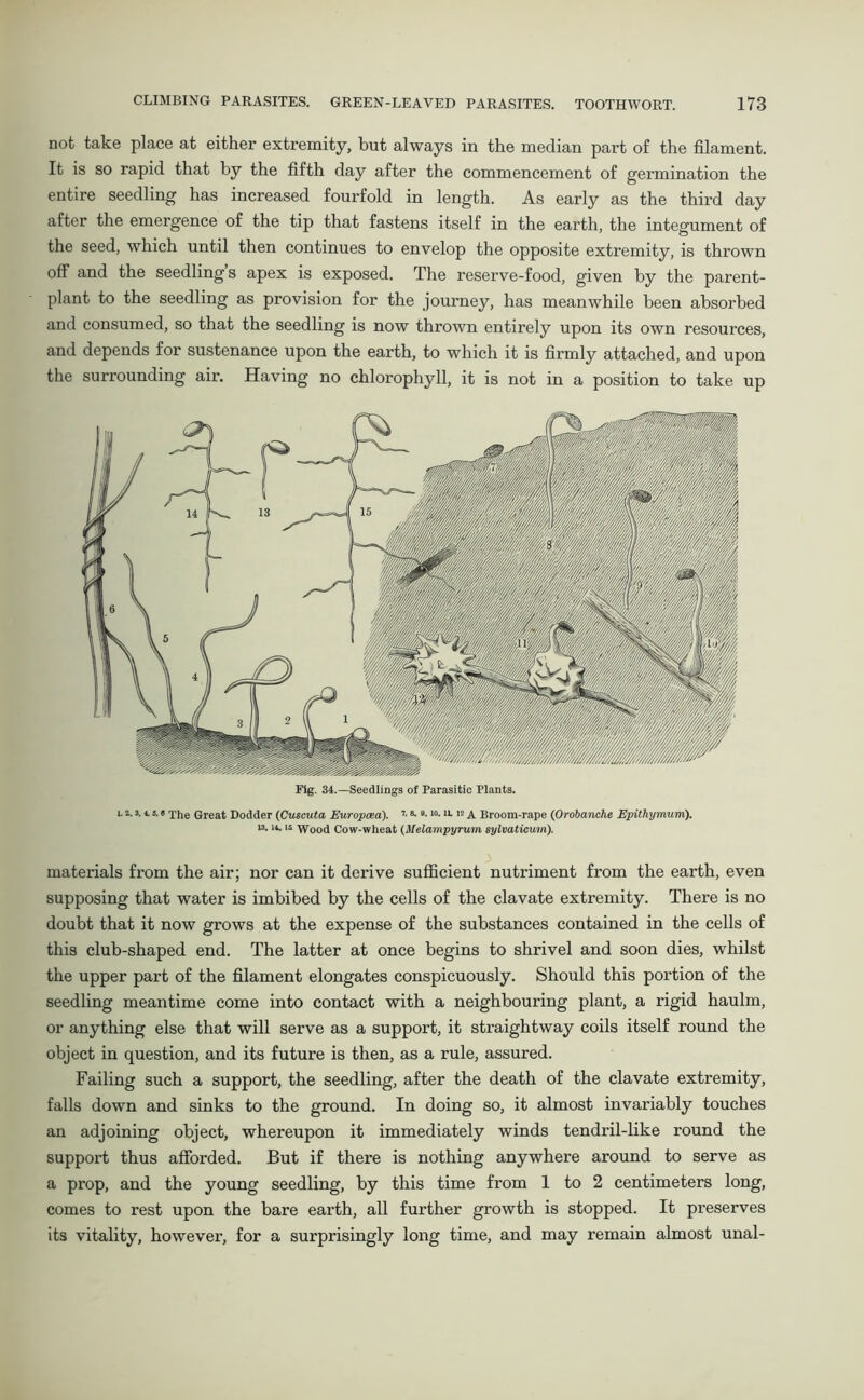 not take place at either extremity, but always in the median part of the filament. It is so rapid that by the fifth day after the commencement of germination the entire seedling has increased fourfold in length. As early as the third day after the emergence of the tip that fastens itself in the earth, the integument of the seed, which until then continues to envelop the opposite extremity, is thrown off and the seedling’s apex is exposed. The reserve-food, given by the parent- plant to the seedling as provision for the journey, has meanwhile been absorbed and consumed, so that the seedling is now thrown entirely upon its own resources, and depends for sustenance upon the earth, to which it is firmly attached, and upon the surrounding air. Having no chlorophyll, it is not in a position to take up Fig. 34.—Seedlings of Parasitic Plants. i. i. 3. i, 3.« xiie Great Dodder (Cuscuta Europcea). 7- *.I0- “•12 A Broom-rape (Orobanche Epithymum). ia. u. is Wood Cow-wheat (Melampyrum, sylvaticum). materials from the air; nor can it derive sufficient nutriment from the earth, even supposing that water is imbibed by the cells of the clavate extremity. There is no doubt that it now grows at the expense of the substances contained in the cells of this club-shaped end. The latter at once begins to shrivel and soon dies, whilst the upper part of the filament elongates conspicuously. Should this portion of the seedling meantime come into contact with a neighbouring plant, a rigid haulm, or anything else that will serve as a support, it straightway coils itself round the object in question, and its future is then, as a rule, assured. Failing such a support, the seedling, after the death of the clavate extremity, falls down and sinks to the ground. In doing so, it almost invariably touches an adjoining object, whereupon it immediately winds tendril-like round the support thus afforded. But if there is nothing anywhere around to serve as a prop, and the young seedling, by this time from 1 to 2 centimeters long, comes to rest upon the bare earth, all further growth is stopped. It preserves its vitality, however, for a surprisingly long time, and may remain almost unal-