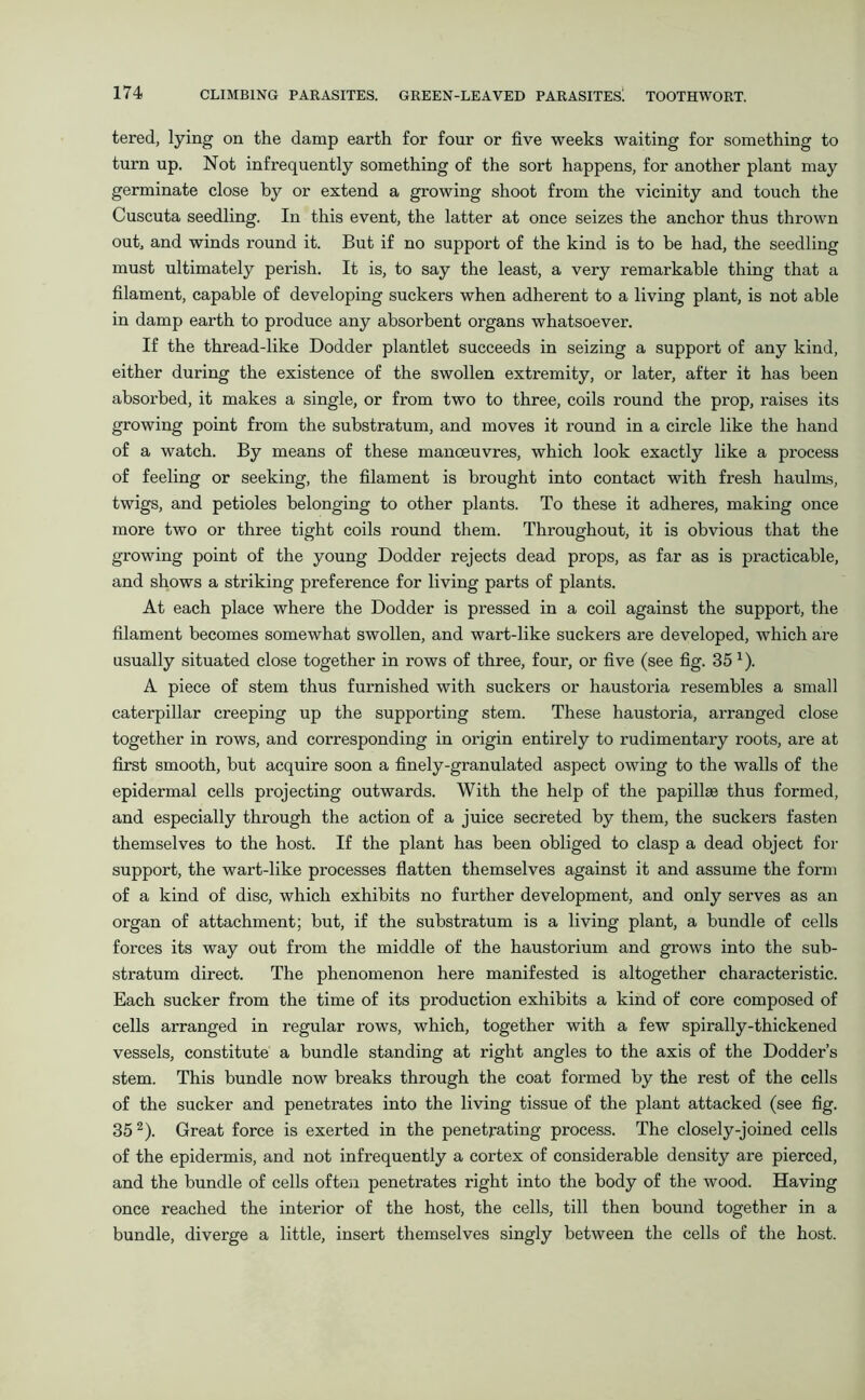 tered, lying on the damp earth for four or five weeks waiting for something to turn up. Not infrequently something of the sort happens, for another plant may germinate close by or extend a growing shoot from the vicinity and touch the Cuscuta seedling. In this event, the latter at once seizes the anchor thus thrown out, and winds round it. But if no support of the kind is to be had, the seedling must ultimately perish. It is, to say the least, a very remarkable thing that a filament, capable of developing suckers when adherent to a living plant, is not able in damp earth to produce any absorbent organs whatsoever. If the thread-like Dodder plantlet succeeds in seizing a support of any kind, either during the existence of the swollen extremity, or later, after it has been absorbed, it makes a single, or from two to three, coils round the prop, raises its growing point from the substratum, and moves it round in a circle like the hand of a watch. By means of these manoeuvres, which look exactly like a process of feeling or seeking, the filament is brought into contact with fresh haulms, twigs, and petioles belonging to other plants. To these it adheres, making once more two or three tight coils round them. Throughout, it is obvious that the growing point of the young Dodder rejects dead props, as far as is practicable, and shows a striking preference for living parts of plants. At each place where the Dodder is pressed in a coil against the support, the filament becomes somewhat swollen, and wart-like suckers are developed, which are usually situated close together in rows of three, four, or five (see fig. 35 J). A piece of stem thus furnished with suckers or haustoria resembles a small caterpillar creeping up the supporting stem. These haustoria, arranged close together in rows, and corresponding in origin entirely to rudimentary roots, are at first smooth, but acquire soon a finely-granulated aspect owing to the walls of the epidermal cells projecting outwards. With the help of the papillae thus formed, and especially through the action of a juice secreted by them, the suckers fasten themselves to the host. If the plant has been obliged to clasp a dead object for support, the wart-like processes flatten themselves against it and assume the form of a kind of disc, which exhibits no further development, and only serves as an organ of attachment; but, if the substratum is a living plant, a bundle of cells forces its way out from the middle of the haustorium and grows into the sub- stratum direct. The phenomenon here manifested is altogether characteristic. Each sucker from the time of its production exhibits a kind of core composed of cells arranged in regular rows, which, together with a few spirally-thickened vessels, constitute a bundle standing at right angles to the axis of the Dodder’s stem. This bundle now breaks through the coat formed by the rest of the cells of the sucker and penetrates into the living tissue of the plant attacked (see fig. 35 2). Great force is exerted in the penetrating process. The closely-joined cells of the epidermis, and not infrequently a cortex of considerable density are pierced, and the bundle of cells often penetrates right into the body of the wood. Having once reached the interior of the host, the cells, till then bound together in a bundle, diverge a little, insert themselves singly between the cells of the host.