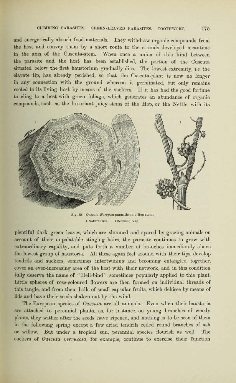 and energetically absorb food-materials. They withdraw organic compounds from the host and convey them by a short route to the strands developed meantime in the axis of the Cuscuta-stem. When once a union of this kind between the parasite and the host has been established, the portion of the Cuscuta situated below the first haustorium gradually dies. The lowest extremity, i.e. the clavate tip, has already perished, so that the Cuscuta-plant is now no longer in any connection with the ground whereon it germinated, but only remains rooted to its living host by means of the suckers. If it has had the good fortune to cling to a host with green foliage, which generates an abundance of organic compounds, such as the luxuriant juicy stems of the Hop, or the Nettle, with its Fig. 35.— Cuscuta JEuropoea parasitic on a Hop-stem, i Natural size. 2 Section; x40. plentiful dark green leaves, which are shunned and spared by grazing animals on account of their unpalatable stinging hairs, the parasite continues to grow with extraordinary rapidity, and puts forth a number of branches immediately above the lowest group of haustoria. All these again feel around with their tips, develop tendrils and suckers, sometimes intertwining and becoming entangled together, cover an ever-increasing area of the host with their network, and in this condition fully deserve the name of “ Hell-bind ”, sometimes popularly applied to this plant. Little spheres of rose-coloured flowers are then formed on individual threads of this tangle, and from them balls of small capsular fruits, which dehisce by means of lids and have their seeds shaken out by the wind. The European species of Cuscuta are all annuals. Even when their haustoria are attached to perennial plants, as, for instance, on young branches of woody plants, they wither after the seeds have ripened, and nothing is to be seen of them in the following spring except a few dried tendrils coiled round branches of ash or willow. But under a tropical sun, perennial species flourish as well. The suckers of Cuscuta verrucosa, for example, continue to exercise their function