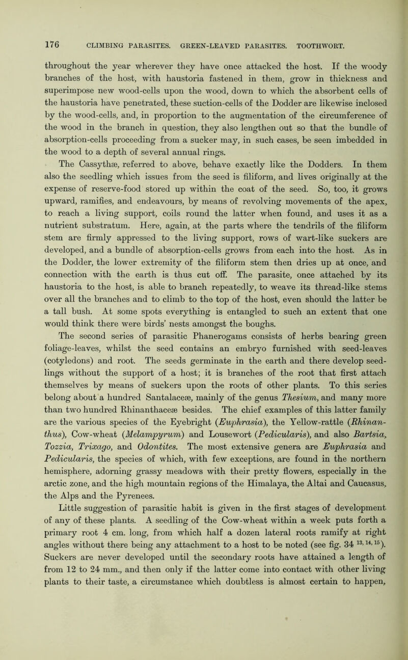 throughout the year wherever they have once attacked the host. If the woody branches of the host, with haustoria fastened in them, grow in thickness and superimpose new wood-cells upon the wood, down to which the absorbent cells of the haustoria have penetrated, these suction-cells of the Dodder are likewise inclosed by the wood-cells, and, in proportion to the augmentation of the circumference of the wood in the branch in question, they also lengthen out so that the bundle of absorption-cells proceeding from a sucker may, in such cases, be seen imbedded in the wood to a depth of several annual rings. The Cassythse, referred to above, behave exactly like the Dodders. In them also the seedling which issues from the seed is filiform, and lives originally at the expense of reserve-food stored up within the coat of the seed. So, too, it grows upward, ramifies, and endeavours, by means of revolving movements of the apex, to reach a living support, coils round the latter when found, and uses it as a nutrient substratum. Here, again, at the parts where the tendrils of the filiform stem are firmly appressed to the living support, rows of wart-like suckers are developed, and a bundle of absorption-cells grows from each into the host. As in the Dodder, the lower extremity of the filiform stem then dries up at once, and connection with the earth is thus cut off. The parasite, once attached by its haustoria to the host, is able to branch repeatedly, to weave its thread-like stems over all the branches and to climb to the top of the host, even should the latter be a tall bush. At some spots everything is entangled to such an extent that one would think there were birds’ nests amongst the boughs. The second series of parasitic Phanerogams consists of herbs bearing green foliage-leaves, whilst the seed contains an embryo furnished with seed-leaves (cotyledons) and root. The seeds germinate in the earth and there develop seed- lings without the support of a host; it is branches of the root that first attach themselves by means of suckers upon the roots of other plants. To this series belong about a hundred Santalacese, mainly of the genus Thesium, and many more than two hundred Rhinanthacese besides. The chief examples of this latter family are the various species of the Eyebright {Euphrasia), the Yellow-rattle {Rhinan- thus), Cow-wheat (Melampyrum) and Lousewort (Pedicularis), and also Bartsia, Tozzia, Trixago, and Odontites. The most extensive genera are Euphrasia and Pedicularis, the species of which, with few exceptions, are found in the northern hemisphere, adorning grassy meadows with their pretty flowers, especially in the arctic zone, and the high mountain regions of the Himalaya, the Altai and Caucasus, the Alps and the Pyrenees. Little suggestion of parasitic habit is given in the first stages of development of any of these plants. A seedling of the Cow-wheat within a week puts forth a primary root 4 cm. long, from which half a dozen lateral roots ramify at right angles without there being any attachment to a host to be noted (see fig. 34 13,14>15). Suckers are never developed until the secondary roots have attained a length of from 12 to 24 mm., and then only if the latter come into contact with other living plants to their taste, a circumstance which doubtless is almost certain to happen.