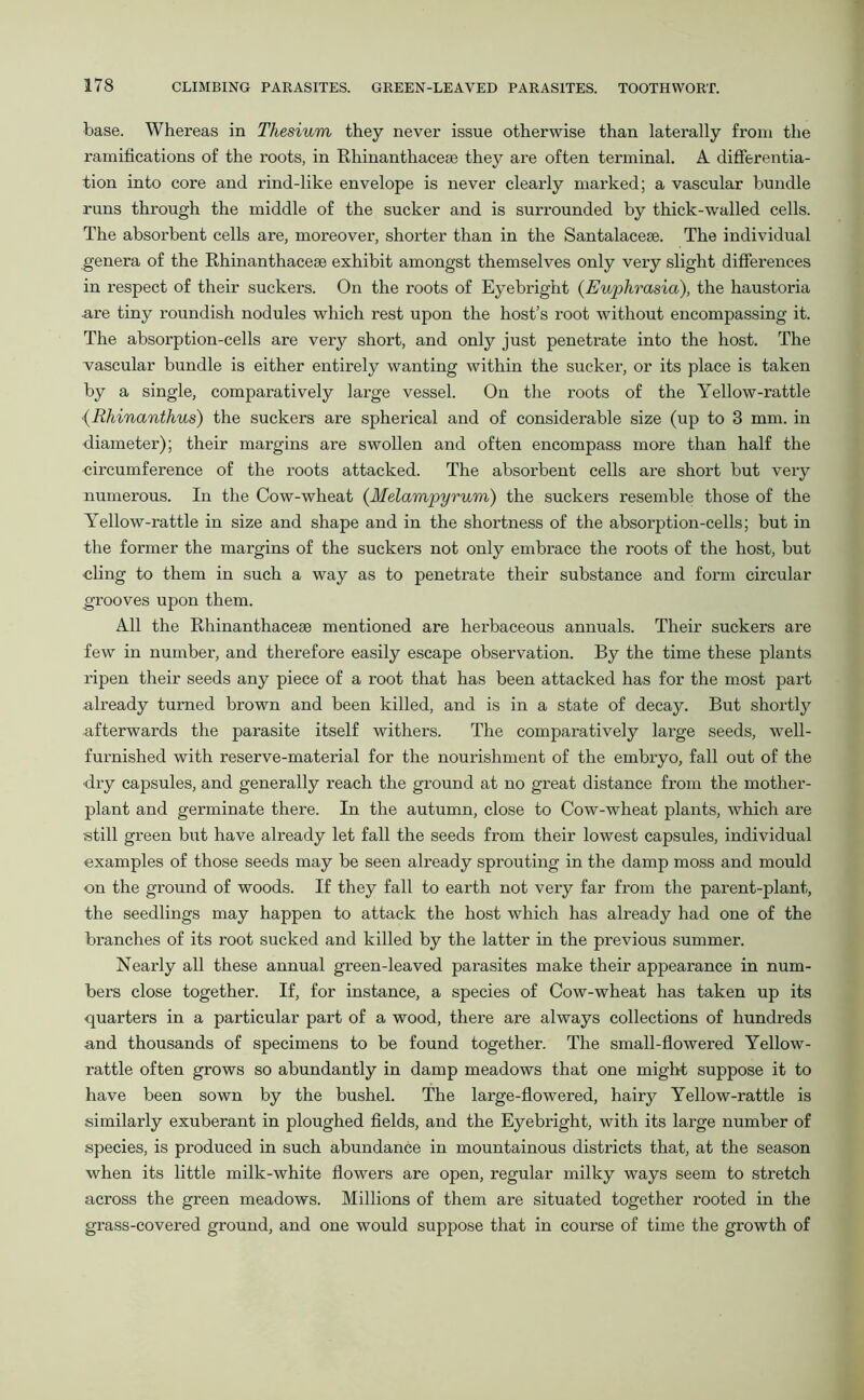 base. Whereas in Thesium they never issue otherwise than laterally from the ramifications of the roots, in Rhinanthacese they are often terminal. A differentia- tion into core and rind-like envelope is never clearly marked; a vascular bundle runs through the middle of the sucker and is surrounded by thick-walled cells. The absorbent cells are, moreover, shorter than in the Santalaceae. The individual genera of the Rhinanthacese exhibit amongst themselves only very slight differences in respect of their suckers. On the roots of Eyebright (Euphrasia), the haustoria ■are tiny roundish nodules which rest upon the host’s root without encompassing it. The absorption-cells are very short, and only just penetrate into the host. The vascular bundle is either entirely wanting within the sucker, or its place is taken by a single, comparatively large vessel. On the roots of the Yellow-rattle {Rhinanthus) the suckers are spherical and of considerable size (up to 3 mm. in diameter); their margins are swollen and often encompass more than half the circumference of the roots attacked. The absorbent cells are short but very numerous. In the Cow-wheat (Melampyrum) the suckers resemble those of the Yellow-rattle in size and shape and in the shortness of the absorption-cells; but in the former the margins of the suckers not only embrace the roots of the host, but cling to them in such a way as to penetrate their substance and form circular grooves upon them. All the Rhinanthacese mentioned are herbaceous annuals. Their suckers are few in number, and therefore easily escape observation. By the time these plants ripen their seeds any piece of a root that has been attacked has for the most part already turned brown and been killed, and is in a state of decay. But shortly afterwards the parasite itself withers. The comparatively large seeds, well- furnished with reserve-material for the nourishment of the embryo, fall out of the dry capsules, and generally reach the ground at no great distance from the mother- plant and germinate there. In the autumn, close to Cow-wheat plants, which are still green but have already let fall the seeds from their lowest capsules, individual examples of those seeds may be seen already sprouting in the damp moss and mould on the ground of woods. If they fall to earth not very far from the parent-plant, the seedlings may happen to attack the host which has already had one of the branches of its root sucked and killed by the latter in the previous summer. Nearly all these annual green-leaved parasites make their appearance in num- bers close together. If, for instance, a species of Cow-wheat has taken up its quarters in a particular part of a wood, there are always collections of hundreds and thousands of specimens to be found together. The small-flowered Yellow- rattle often grows so abundantly in damp meadows that one might suppose it to have been sown by the bushel. The large-flowered, hairy Yellow-rattle is similarly exuberant in ploughed fields, and the Eyebright, with its large number of species, is produced in such abundance in mountainous districts that, at the season when its little milk-white flowers are open, regular milky ways seem to stretch across the green meadows. Millions of them are situated together rooted in the grass-covered ground, and one would suppose that in course of time the growth of
