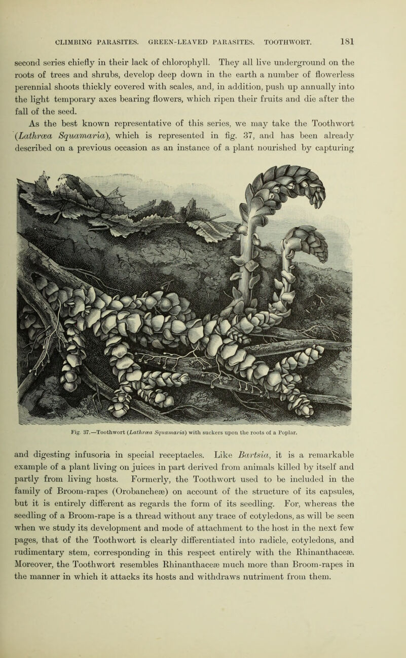 second series chiefly in their lack of chlorophyll. They all live underground on the roots of trees and shrubs, develop deep down in the earth a number of flowerless perennial shoots thickly covered with scales, and, in addition, push up annually into the light temporary axes bearing flowers, which ripen their fruits and die after the fall of the seed. As the best known representative of this series, we may take the Toothwort (Lathrcea Squamaria), which is represented in fig. 37, and has been already desci’ibed on a previous occasion as an instance of a plant nourished by capturing Fig. 37.—Toothwort (Lathrcea Squamaria) with suckers upon the roots of a Poplar. and digesting infusoria in special receptacles. Like Bartsia, it is a remarkable example of a plant living on juices in part derived from animals killed by itself and partly from living hosts. Formerly, the Toothwort used to be included in the family of Broom-rapes (Orobancheae) on account of the structure of its capsules, but it is entirely different as regards the form of its seedling. For, whereas the seedling of a Broom-rape is a thread without any trace of cotyledons, as will be seen when we study its development and mode of attachment to the host in the next few pages, that of the Toothwort is clearly differentiated into radicle, cotyledons, and rudimentary stem, corresponding in this respect entirely with the Rhinanthaceae. Moreover, the Toothwort resembles Rhinanthaceae much more than Broom-rapes in the manner in which it attacks its hosts and withdraws nutriment from them.