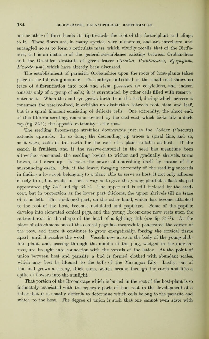one or other of these bends its tip towards the root of the foster-plant and clings to it. These fibres are, in many species, very numerous, and are interlaced and entangled so as to form a reticulate mass, which vividly recalls that of the Bird’s- nest, and is an instance of the general resemblance existing between Orobanchese and the Orchideae destitute of green leaves {Neottia, Corallorhiza, Epipogum, Limodorum), which have already been discussed. The establishment of parasitic Orobancheae upon the roots of host-plants takes place in the following manner. The embryo imbedded in the small seed shows no trace of differentiation into I’oot and stem, possesses no cotyledons, and indeed consists only of a group of cells; it is surrounded by other cells filled with reserve- nutriment. When this embryo grows forth from the seed, during which process it consumes the reserve-food, it exhibits no distinction between root, stem, and leaf, but is a spii’al filament consisting of delicate cells. One extremity, the shoot end, of this filiform seedling, remains covered by the seed-coat, which looks like a dark cap (fig. 348); the opposite extremity is the root. The seedling Broom-rape stretches downwards just as the Dodder (Cuscuta) extends upwards. In so doing the descending tip traces a spiral line, and so, as it were, seeks in the earth for the root of a plant suitable as host. If the search is fruitless, and if the reserve-material in the seed has meantime been altogether consumed, the seedling begins to wither and gradually shrivels, turns brown, and dries up. It lacks the power of nourishing itself by means of the surrounding earth. But, if the lower, foraging extremity of the seedling succeeds in finding a live root belonging to a plant able to serve as host, it not only adheres closely to it, but swells in such a way as to give the young plantlet a flask-shaped appearance (fig. 349 and fig. 3410). The upper end is still inclosed by the seed- coat, but in proportion as the lower part thickens, the upper shrivels till no trace of it is left. The thickened part, on the other hand, which has become attached to the root of the host, becomes nodulated and papillose. Some of the papillae develop into elongated conical pegs, and the young Broom-rape now rests upon the nutrient root in the shape of the head of a fighting-club (see fig. 3412). At the place of attachment one of the conical pegs has meanwhile penetrated the cortex of the root, and there it continues to grow energetically, forcing the cortical tissue apart, until it reaches the wood. Vessels now arise in the body of the young club- like plant, and, passing through the middle of the plug, wedged in the nutrient root, are brought into connection with the vessels of the latter. At the point of union between host and parasite, a bud is formed, clothed with abundant scales, which may best be likened to the bulb of the Martagon Lily. Lastly, out of this bud grows a strong, thick stem, which breaks through the earth and lifts a spike of flowers into the sunlight. That portion of the Broom-rape which is buried in the root of the host-plant is so intimately associated with the separate parts of that root in the development of a tuber that it is usually difficult to determine which cells belong to the parasite and which to the host. The degree of union is such that one cannot even state with