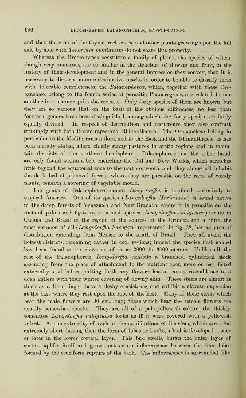 and that the roots of the thyme, rock-roses, and other plants growing upon the hill side by side with Teucrium montanum do not share this property. Whereas the Broom-rapes constitute a family of plants, the species of which, though very numerous, are so similar in the structure of flowers and fruit, in the history of their development and in the general impression they convey, that it is necessary to discover minute distinctive marks in order to be able to classify them with tolerable completeness, the Balanophoreae, which, together with these Oro- banchese, belong to the fourth series of parasitic Phanerogams, are related to one another in a manner quite the reverse. Only forty species of them are known, but they are so various that, on the basis of the obvious differences, no less than fourteen genera have been distinguished, among which the forty species are fairly equally divided. In respect of distribution and occurrence they also contrast strikingly with both Broom-rapes and Rhinanthacese. The Orobancheae belong in particular to the Mediterranean flora, and to the East, and the Rhinanthaceae, as has been already stated, adorn chiefly sunny pastures in arctic regions and in moun- tain districts of the northern hemisphere. Balanophoreae, on the other hand, are only found within a belt encircling the Old and New Worlds, which stretches little beyond the equatorial zone to the north or south, and they almost all inhabit the dark bed of primeval forests, where they are parasitic on the roots of woody plants, beneath a covering of vegetable mould. The genus of Balanophoreae named Langsdorffia is confined exclusively to tropical America. One of its species (Langsdorffia Moritziana) is found native in the damp forests of Venezuela and New Granada, where it is parasitic on the roots of palms and fig-trees; a second species (Langsdorffia rubiginosa) occurs in Guiana and Brazil in the region of the sources of the Orinoco, and a third, the most common of all (Langsdorffia hypogcea) represented in fig. 38, has an area of distribution extending from Mexico to the south of Brazil. They all avoid the hottest districts, remaining rather in cool regions; indeed the species first named has been found at an elevation of from 2000 to 3000 meters. Unlike all the rest of the Balanophoreae, Langsdorffia, exhibits a branched, cylindrical stock ascending from the place of attachment to the nutrient root, more or less felted externally, and before putting forth any flowers has a remote resemblance to a doe’s antlers with their winter covering of downy skin. These stems are almost as thick as a little finger, have a fleshy consistence, and exhibit a clavate expansion at the base where they rest upon the root of the host. Many of those stems which bear the male flowers are 30 cm. long; those which bear the female flowers are usually somewhat shorter. They are all of a pale-yellowish colour; the thickly tomentose Langsdorffia rubiginosa looks as if it were covered with a yellowish velvet. At the extremity of each of the ramifications of the stem, which are often extremely short, having then the form of lobes or knobs, a bud is developed sooner or later in the lower cortical layer. This bud swells, bursts the outer layer of cortex, uplifts itself and grows out as an inflorescence between the four lobes formed by the cruciform rupture of the bark. The inflorescence is surrounded, like