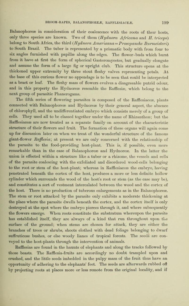 Balanophoreae in consideration of their coalescence with the roots of their hosts, only three species are known. Two of them (Hydnora Africana and II. triceps) belong to South Africa, the third (Hydnora Americana = Prosopanche Bv/rmeisteri) to South Brazil. The tuber is represented by a prismatic body with from four to six angles furnished with papillae along the edges. The flower-buds which burst from it have at first the form of spherical Gasteromycetes, but gradually elongate and assume the form of a large fig or upright club. This structure opens at the thickened upper extremity by three stout fleshy valves representing petals. At the base of this curious flower no appendage is to be seen that could be interpreted as a bract or leaf. The fleshy mass of flowers evolves a disagreeable putrid odour, and in this property the Hydnorese resemble the Rafflesiae, which belong to the next group of parasitic Phanerogams. The fifth series of flowering parasites is composed of the Rafflesiaceae, plants connected with Balanophoreae and Hydnoreae by their general aspect, the absence of chlorophyll, and the undifferentiated embryo which consists merely of a group of cells. They used all to be classed together under the name of Rhizantheae; but the Rafflesiaceae are now treated as a separate family on account of the characteristic structure of their flowers and fruit. The formation of these organs will again come up for discussion later on when we treat of the wonderful structure of the famous giant-flower Rafflesia', at present we are only concerned with the relationship of the parasite to the food-providing host-plant. This is, if possible, even more remarkable than in the case of Balanophoreae and Hydnoreae. In the latter the union is effected within a structure like a tuber or a rhizome, the vessels and cells of the parasite coalescing with the exfoliated and disordered wood-cells belonging to the root or stem of the host-plant; whereas in Rafflesiaceae the embryo, having penetrated beneath the cortex of the host, produces a more or less definite hollow cylinder which surrounds the wood of the host’s root or stem (as the case may be), and constitutes a sort of vestment intercalated between the wood and the cortex of the host. There is no production of tuberous enlargements as in the Balanophoreae. The stem or root attacked by the parasite only exhibits a moderate thickening at the place where the parasite dwells beneath the cortex, and the cortex itself is only destroyed at the spot where the embryo pierces through it, and where subsequently the flowers emerge. When roots constitute the substratum whereupon the parasite has established itself, they are always of a kind that run throughout upon the surface of the ground; when stems are chosen for attack, they are either the branches of trees or shrubs, shoots clothed with dead foliage belonging to dwarf suffruticose bushes, or else woody lianes of tropical forests. The seeds are con- veyed to the host-plants through the intervention of animals. Rafflesias are found in the haunts of elephants and along the tracks followed by those beasts. The Rafflesia-fruits are accordingly no doubt trampled upon and crushed, and the little seeds imbedded in the pulpy mass of the fruit thus have an opportunity of adhering to the elephants’ feet. The seeds are afterwards rubbed oft by projecting roots at places more or less remote from the original locality, and if