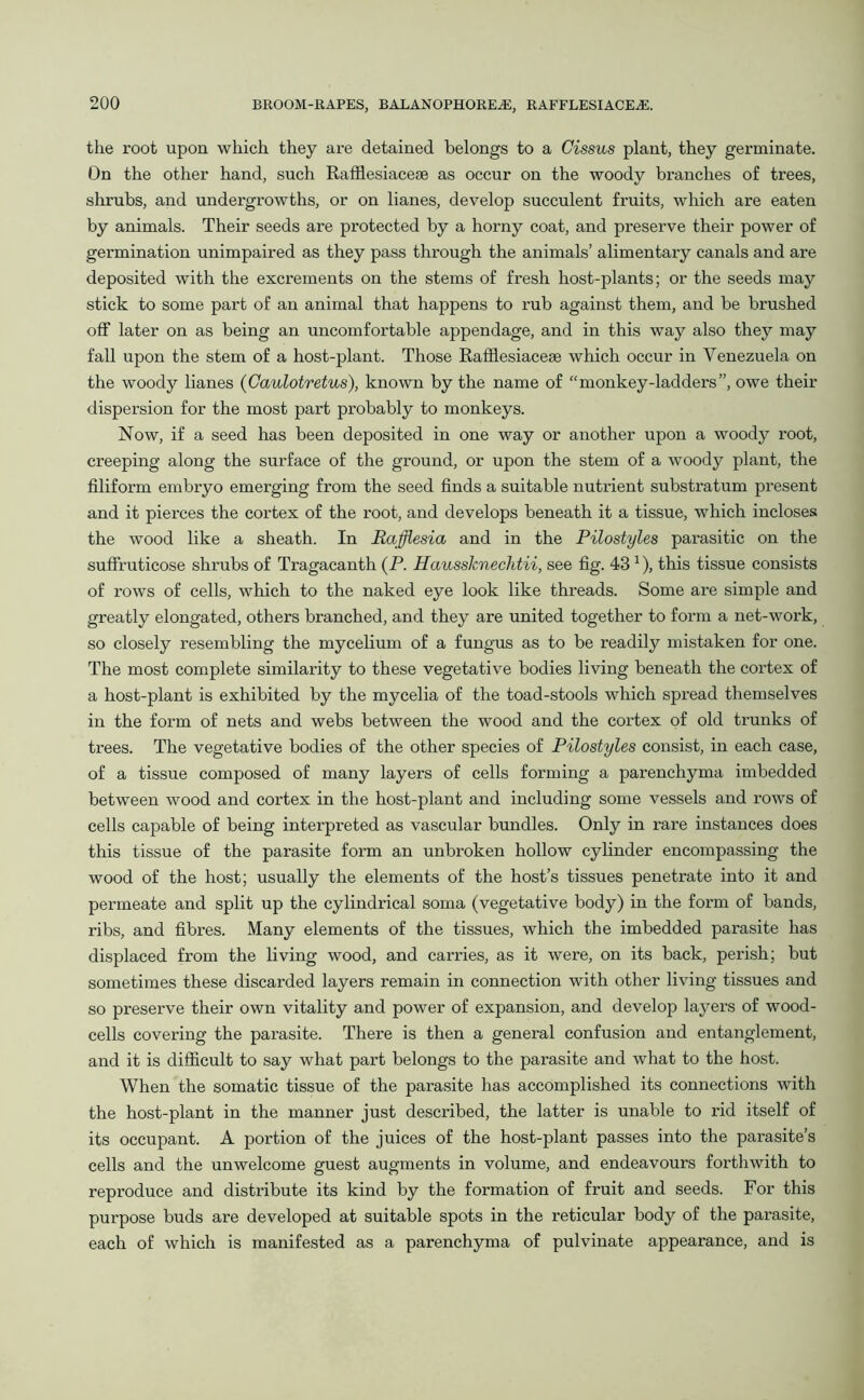 the root upon which they are detained belongs to a Cissus plant, they germinate. On the other hand, such Rafflesiacese as occur on the woody branches of trees, shrubs, and undergrowths, or on lianes, develop succulent fruits, which are eaten by animals. Their seeds are protected by a horny coat, and preserve their power of germination unimpaired as they pass through the animals’ alimentary canals and are deposited with the excrements on the stems of fresh host-plants; or the seeds may stick to some part of an animal that happens to rub against them, and be brushed off later on as being an uncomfortable appendage, and in this way also they may fall upon the stem of a host-plant. Those Rafflesiacese which occur in Venezuela on the woody lianes (Caulotretus), known by the name of “monkey-ladders”, owe their dispersion for the most part probably to monkeys. Now, if a seed has been deposited in one way or another upon a woody root, creeping along the surface of the ground, or upon the stem of a woody plant, the filiform embryo emerging from the seed finds a suitable nutrient substratum present and it pierces the cortex of the root, and develops beneath it a tissue, which incloses the wood like a sheath. In Rafflesia and in the Pilostyles parasitic on the suffruticose shrubs of Tragacanth (P. Haussknechtii, see fig. 431), this tissue consists of rows of cells, which to the naked eye look like threads. Some are simple and greatly elongated, others branched, and they are united together to form a net-work, so closely resembling the mycelium of a fungus as to be readily mistaken for one. The most complete similarity to these vegetative bodies living beneath the cortex of a host-plant is exhibited by the mycelia of the toad-stools which spread themselves in the form of nets and webs between the wood and the cortex of old trunks of trees. The vegetative bodies of the other species of Pilostyles consist, in each case, of a tissue composed of many layers of cells forming a parenchyma imbedded between wood and cortex in the host-plant and including some vessels and rows of cells capable of being interpreted as vascular bundles. Only in rare instances does this tissue of the parasite form an unbroken hollow cylinder encompassing the wood of the host; usually the elements of the host’s tissues penetrate into it and permeate and split up the cylindrical soma (vegetative body) in the form of bands, ribs, and fibres. Many elements of the tissues, which the imbedded parasite has displaced from the living wood, and carries, as it were, on its back, perish; but sometimes these discarded layers remain in connection with other living tissues and so preserve their own vitality and power of expansion, and develop layers of wood- cells covering the parasite. There is then a general confusion and entanglement, and it is difficult to say what part belongs to the parasite and what to the host. When the somatic tissue of the parasite has accomplished its connections with the host-plant in the manner just described, the latter is unable to rid itself of its occupant. A portion of the juices of the host-plant passes into the parasite’s cells and the unwelcome guest augments in volume, and endeavours forthwith to reproduce and distribute its kind by the formation of fruit and seeds. For this purpose buds are developed at suitable spots in the reticular body of the parasite, each of which is manifested as a parenchyma of pulvinate appearance, and is