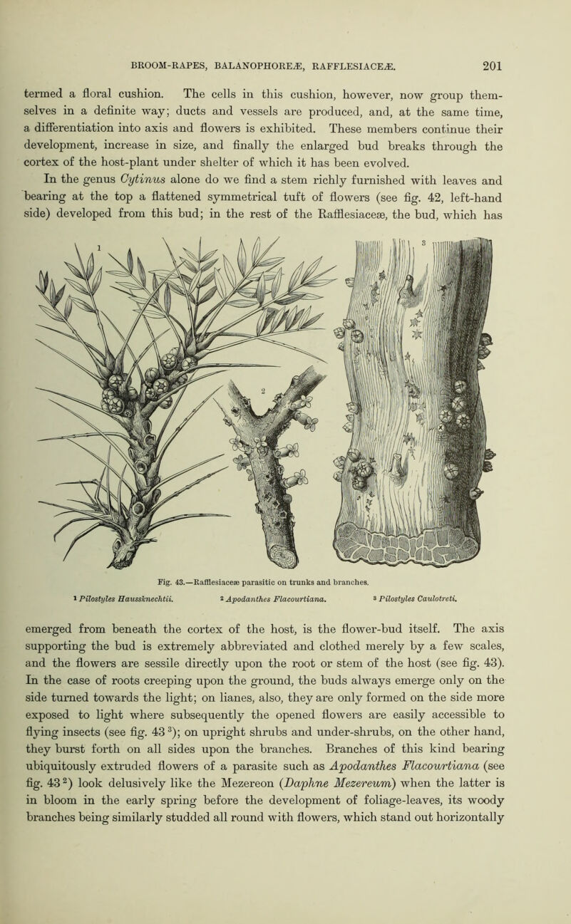 termed a floral cushion. The cells in this cushion, however, now group them- selves in a definite way; ducts and vessels are produced, and, at the same time, a differentiation into axis and flowers is exhibited. These members continue their development, increase in size, and finally the enlarged hud breaks through the cortex of the host-plant under shelter of which it has been evolved. In the genus Cytinus alone do we find a stem richly furnished with leaves and bearing at the top a flattened symmetrical tuft of flowers (see fig. 42, left-hand side) developed from this bud; in the rest of the Rafflesiaceae, the bud, which has Fig. 43.—Rafflesiaceae parasitic on trunks and branches, i Pilostyles Haussknechtii. 2 Apodanthes Flacourtiana. 3 Pilostyles Caulotreti. emerged from beneath the cortex of the host, is the flower-bud itself. The axis supporting the bud is extremely abbreviated and clothed merely by a few scales, and the flowers are sessile directly upon the root or stem of the host (see fig. 43). In the case of roots creeping upon the ground, the buds always emerge only on the side turned towards the light; on lianes, also, they are only formed on the side more exposed to light where subsequently the opened flowers are easily accessible to flying insects (see fig. 433); on upright shrubs and under-shrubs, on the other hand, they burst forth on all sides upon the branches. Branches of this kind bearing ubiquitously extruded flowers of a parasite such as Apodanthes Flacourtiana (see fig. 43 2) look delusively like the Mezereon (Daphne Mezereum) when the latter is in bloom in the early spring before the development of foliage-leaves, its woody branches being similarly studded all round with flowers, which stand out horizontally