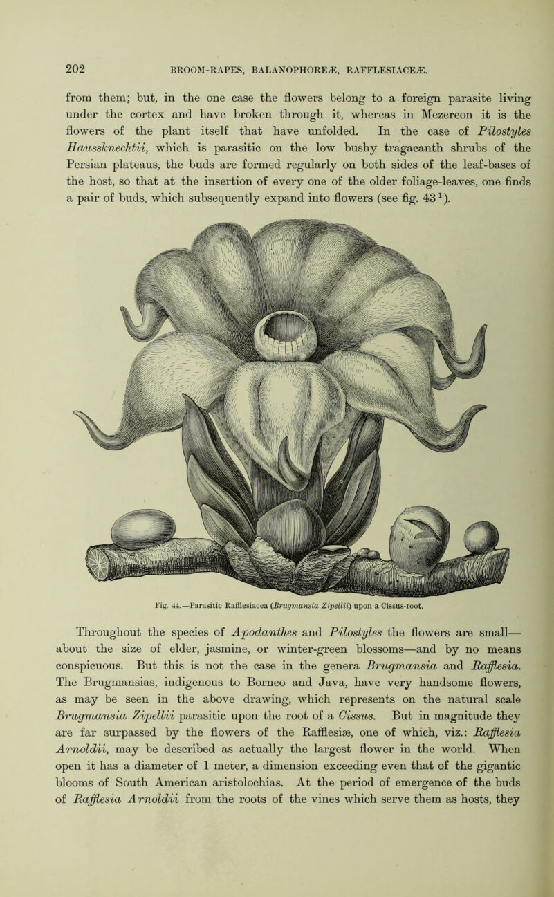from them; but, in the one case the flowers belong to a foreign parasite living under the cortex and have broken through it, whereas in Mezereon it is the flowers of the plant itself that have unfolded. In the case of Pilostyles Haussknecktii, which is parasitic on the low bushy tragacanth shrubs of the Persian plateaus, the buds are formed regularly on both sides of the leaf-bases of the host, so that at the insertion of every one of the older foliage-leaves, one finds a pair of buds, which subsequently expand into flowers (see fig. 431). Fig. 44.—Parasitic Rafflesiacea (Brugmansia Zipellii) upon a Cissus-root. Throughout the species of Apodanthes and Pilostyles the flowers are small— about the size of elder, jasmine, or winter-green blossoms—and by no means conspicuous. But this is not the case in the genera Brugmansia and Rafflesia. The Brugmansias, indigenous to Borneo and Java, have very handsome flowers, as may be seen in the above drawing, which represents on the natural scale Brugmansia Zipellii parasitic upon the root of a Cissus. But in magnitude they are far surpassed by the flowers of the Rafflesise, one of which, viz.: Rafflesia Arnoldii, may be described as actually the largest flower in the world. When open it has a diameter of 1 meter, a dimension exceeding even that of the gigantic blooms of South American aristolochias. At the period of emergence of the buds of Bafflesia Arnoldii from the roots of the vines which serve them as hosts, they