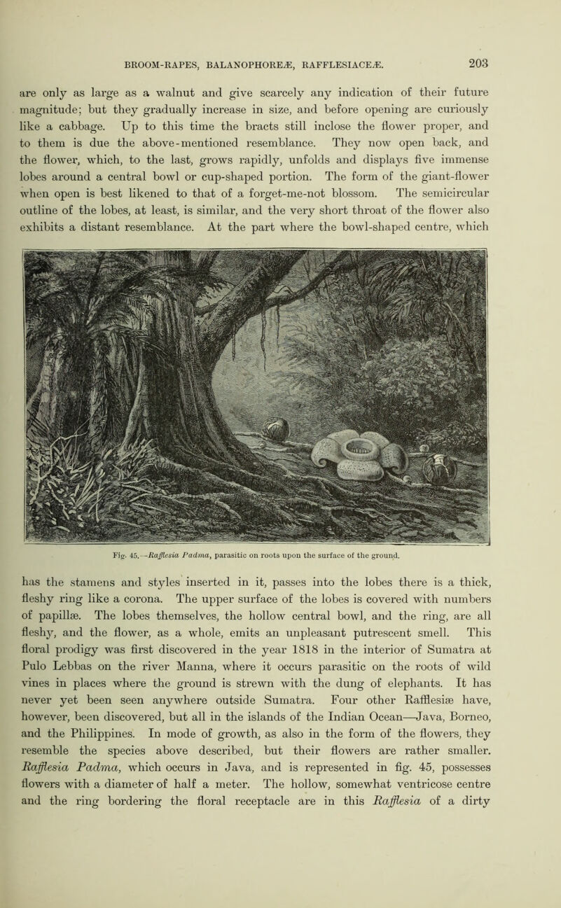 are only as large as a walnut and give scarcely any indication of their future magnitude; but they gradually increase in size, and before opening are curiously like a cabbage. Up to this time the bracts still inclose the flower pi’oper, and to them is due the above-mentioned resemblance. They now open back, and the flower, which, to the last, grows rapidly, unfolds and displays five immense lobes around a central bowl or cup-shaped portion. The form of the giant-flower when open is best likened to that of a forget-me-not blossom. The semicircular outline of the lobes, at least, is similar, and the very short throat of the flower also exhibits a distant resemblance. At the part where the bowl-shaped centre, which Fig-- 45.—Rafflesia Padma, parasitic on roots upon the surface of the ground. has the stamens and styles inserted in it, passes into the lobes there is a thick, fleshy ring like a corona. The upper surface of the lobes is covered with numbers of papillae. The lobes themselves, the hollow central bowl, and the ring, are all fleshy, and the flower, as a whole, emits an unpleasant putrescent smell. This floral prodigy was first discovered in the year 1818 in the interior of Sumatra at Pulo Lebbas on the river Manna, where it occurs parasitic on the roots of wild vines in places where the ground is strewn with the dung of elephants. It has never yet been seen anywhere outside Sumatra. Four other Rafflesiae have, however, been discovered, but all in the islands of the Indian Ocean—Java, Borneo, and the Philippines. In mode of growth, as also in the form of the flowers, they resemble the species above described, but their flowers are rather smaller. Rafflesia Padma, which occurs in Java, and is represented in fig. 45, possesses flowers with a diameter of half a meter. The hollow, somewhat ventricose centre and the ring bordering the floral receptacle are in this Rafflesia of a dirty
