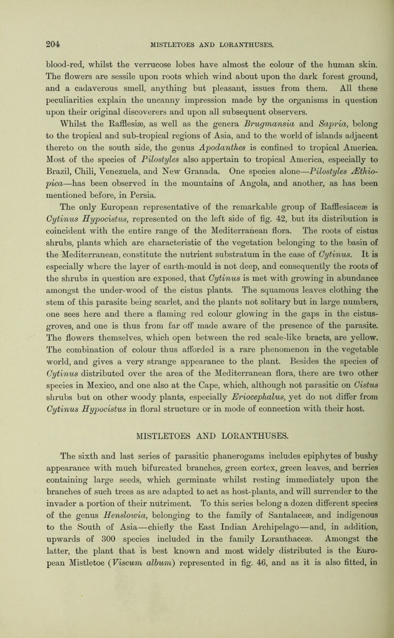 blood-red, whilst the verrucose lobes have almost the colour of the human skin. The flowers are sessile upon roots which wind about upon the dark forest ground, and a cadaverous smell, anything but pleasant, issues from them. All these peculiarities explain the uncanny impression made by the organisms in question upon their original discoverers and upon all subsequent observers. Whilst the Rafflesise, as well as the genera Brugmansia and Sapria, belong to the tropical and sub-tropical regions of Asia, and to the world of islands adjacent thereto on the south side, the genus Apodanthes is confined to tropical America. Most of the species of Pilostyles also appertain to tropical America, especially to Brazil, Chili, Venezuela, and New Granada. One species alone—Pilostyles AEthio- pica—has been observed in the mountains of Angola, and another, as has been mentioned before, in Persia. The only European representative of the remarkable group of Rafflesiaceae is Cytinus Hypocistus, represented on the left side of fig. 42, but its distribution is coincident with the entire range of the Mediterranean flora. The roots of cistus shrubs, plants which are characteristic of the vegetation belonging to the basin of the Mediterranean, constitute the nutrient substratum in the case of Gytinus. It is especially where the layer of earth-mould is not deep, and consequently the roots of the shrubs in question are exposed, that Gytinus is met with growing in abundance amongst the under-wood of the cistus plants. The squamous leaves clothing the stem of this parasite being scarlet, and the plants not solitary but in large numbers, one sees here and there a flaming red colour glowing in the gaps in the cistus- groves, and one is thus from far off made aware of the presence of the parasite. The flowers themselves, which open between the red scale-like bracts, are yellow. The combination of colour thus afforded is a rare phenomenon in the vegetable world, and gives a very strange appearance to the plant. Besides the species of Cytinus distributed over the area of the Mediterranean flora, there are two other species in Mexico, and one also at the Cape, which, although not parasitic on Cistus shrubs but on other woody plants, especially Eriocephalus, yet do not differ from Cytinus Hypocistus in floral structure or in mode of connection with their host. MISTLETOES AND LORANTHUSES. The sixth and last series of parasitic phanerogams includes epiphytes of bushy appearance with much bifurcated branches, green cortex, green leaves, and berries containing large seeds, which germinate whilst resting immediately upon the branches of such trees as are adapted to act as host-plants, and will surrender to the invader a portion of their nutriment. To this series belong a dozen different species of the genus Henslowia, belonging to the family of Santalaceee, and indigenous to the South of Asia—chiefly the East Indian Archipelago—and, in addition, upwards of 300 species included in the family Loranthacese. Amongst the latter, the plant that is best known and most widely distributed is the Euro- pean Mistletoe (Viscum album) represented in fig. 46, and as it is also fitted, in