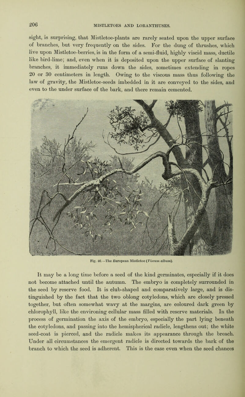 It may be a long time before a seed of the kind germinates, especially if it does not become attached until the autumn. The embryo is completely surrounded in the seed by reserve food. It is club-shaped and comparatively large, and is dis- tinguished by the fact that the two oblong cotyledons, which are closely pressed together, but often somewhat wavy at the margins, are coloured dark green by chlorophyll, like the environing cellular mass filled with reserve materials. In the process of germination the axis of the embryo, especially the part lying beneath the cotyledons, and passing into the hemispherical radicle, lengthens out; the white seed-coat is pierced, and the radicle makes its appearance through the breach. Under all circumstances the emergent radicle is directed towards the bark of the branch to which the seed is adherent. This is the case even when the seed chances sight, is surprising, that Mistletoe-plants are rarely seated upon the upper surface of branches, but very frequently on the sides. For the dung of thrushes, which live upon Mistletoe-berries, is in the form of a semi-fluid, highly viscid mass, ductile like bird-lime; and, even when it is deposited upon the upper surface of slanting branches, it immediately runs down the sides, sometimes extending in ropes 20 or 30 centimeters in length. Owing to the viscous mass thus following the law of gravity, the Mistletoe-seeds imbedded in it are conveyed to the sides, and even to the under surface of the bark, and there remain cemented. Fig. 46.—The European Mistletoe ( Viscum album).
