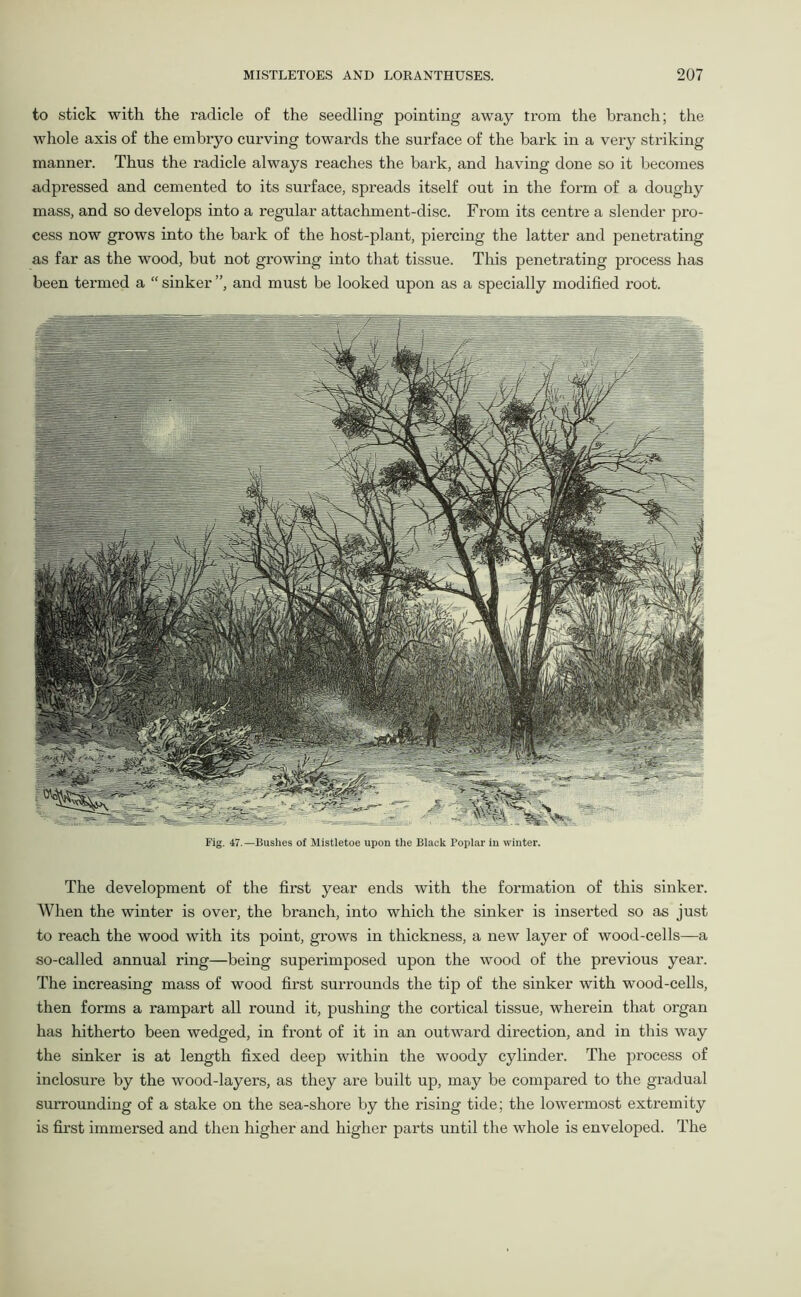 to stick with the radicle of the seedling pointing away trora the branch; the whole axis of the embryo curving towards the surface of the bark in a very striking manner. Thus the radicle always reaches the bark, and having done so it becomes adpressed and cemented to its surface, spreads itself out in the form of a doughy mass, and so develops into a regular attachment-disc. From its centre a slender pro- cess now grows into the bark of the host-plant, piercing the latter and penetrating as far as the wood, but not growing into that tissue. This penetrating process has been termed a “ sinker ”, and must be looked upon as a specially modified root. Fig. 47.—Bushes of Mistletoe upon the Black Poplar in winter. The development of the first year ends with the formation of this sinker. When the winter is over, the branch, into which the sinker is inserted so as just to reach the wood with its point, grows in thickness, a new layer of wood-cells—a so-called a.nnual ring—being superimposed upon the wood of the previous year. The increasing mass of wood first surrounds the tip of the sinker with wood-cells, then forms a rampart all round it, pushing the cortical tissue, wherein that organ has hitherto been wedged, in front of it in an outward direction, and in this way the sinker is at length fixed deep within the woody cylinder. The process of inclosure by the wood-layers, as they are built up, may be compared to the gradual surrounding of a stake on the sea-shore by the rising tide; the lowermost extremity is first immersed and then higher and higher parts until the whole is enveloped. The