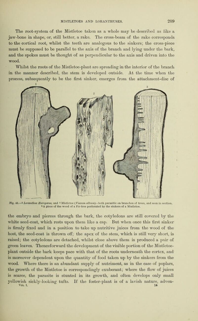 The root-system of the Mistletoe taken as a whole may be described as like a jaw-bone in shape, or, still better, a rake. The cross-beam of the rake corresponds to the cortical root, whilst the teeth are analogous to the sinkers; the cross-piece must be supposed to be parallel to the axis of the branch and lying under the bark, and the spokes must be thought of as perpendicular to the axis and driven into the wood. Whilst the roots of the Mistletoe-plant are spreading in the interior of the branch in the manner described, the stem is developed outside. At the time when the process, subsequently to be the first sinker, emerges from the attachment-disc of 1 Fig. 48.—i Loranthus Europceus, and 3 Mistletoe (Viscum album)— both parasitic on branches of trees, and seen in section. 3 A piece of the wood of a Fir-tree perforated by the sinkers of a Mistletoe. the embryo and pierces through the bark, the cotyledons are still covered by the white seed-coat, which rests upon them like a cap. But when once this first sinker is firmly fixed and in a position to take up nutritive juices from the wood of the host, the seed-coat is thrown off; the apex of the stem, which is still very short, is raised; the cotyledons are detached, whilst close above them is produced a pair of green leaves. Thenceforward the development of the visible portion of the Mistletoe- plant outside the bark keeps pace with that of the roots underneath the cortex, and is moreover dependent upon the quantity of food taken up by the sinkers from the wood. Where there is an abundant supply of nutriment, as in the case of poplars, the growth of the Mistletoe is correspondingly exuberant; where the flow of juices is scarce, the parasite is stunted in its growth, and often develops only small yellowish sickly-looking tufts. If the foster-plant is of a lavish nature, adven- VOL. I. 14