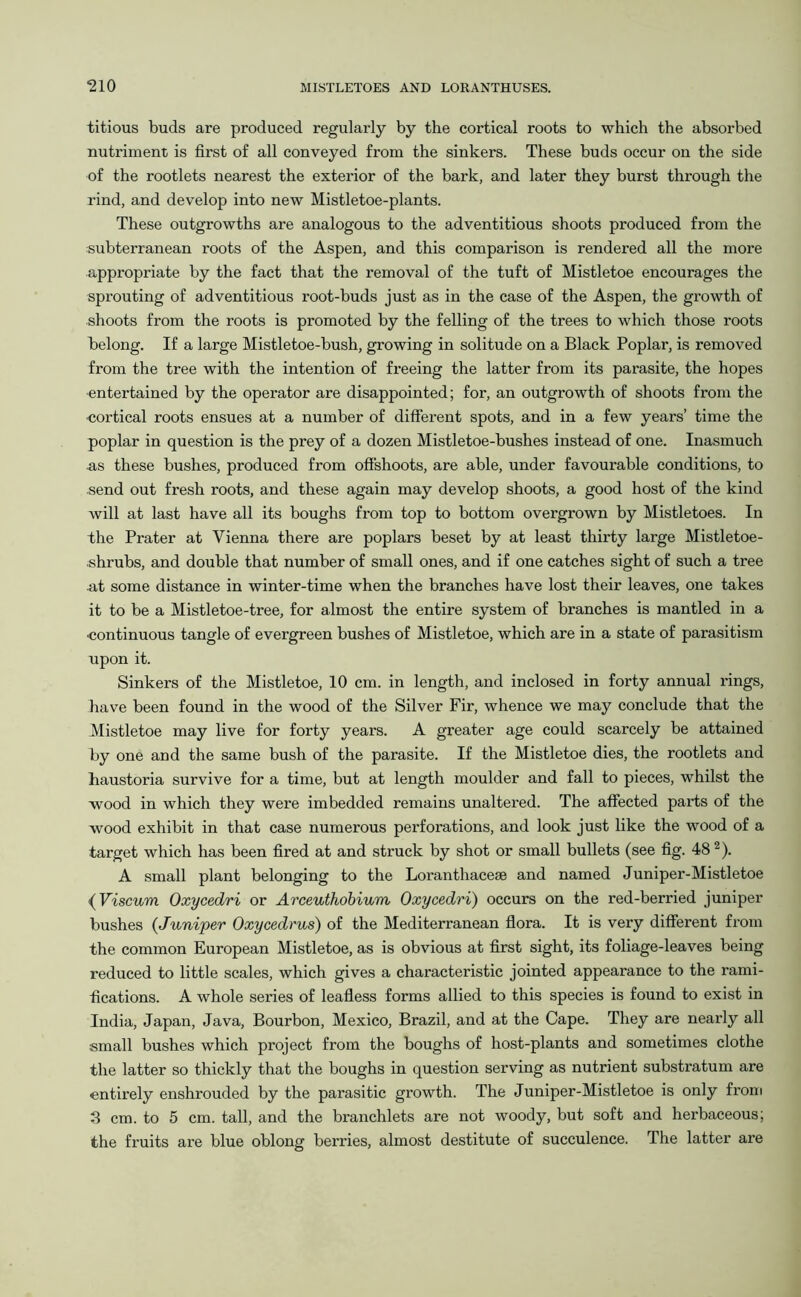 titious buds are produced regularly by the cortical roots to which the absorbed nutriment is first of all conveyed from the sinkers. These buds occur on the side of the rootlets nearest the exterior of the bark, and later they burst through the rind, and develop into new Mistletoe-plants. These outgrowths are analogous to the adventitious shoots produced from the subterranean roots of the Aspen, and this comparison is rendered all the more appropriate by the fact that the removal of the tuft of Mistletoe encourages the sprouting of adventitious root-buds just as in the case of the Aspen, the growth of shoots from the roots is promoted by the felling of the trees to which those roots belong. If a large Mistletoe-bush, growing in solitude on a Black Poplar, is removed from the tree with the intention of freeing the latter from its parasite, the hopes entertained by the operator are disappointed; for, an outgrowth of shoots from the cortical roots ensues at a number of different spots, and in a few years’ time the poplar in question is the prey of a dozen Mistletoe-bushes instead of one. Inasmuch as these bushes, produced from offshoots, are able, under favourable conditions, to send out fresh roots, and these again may develop shoots, a good host of the kind will at last have all its boughs from top to bottom overgrown by Mistletoes. In the Prater at Vienna there are poplars beset by at least thirty large Mistletoe- shrubs, and double that number of small ones, and if one catches sight of such a tree at some distance in winter-time when the branches have lost their leaves, one takes it to be a Mistletoe-tree, for almost the entire system of branches is mantled in a ■continuous tangle of evergreen bushes of Mistletoe, which are in a state of parasitism upon it. Sinkers of the Mistletoe, 10 cm. in length, and inclosed in forty annual rings, have been found in the wood of the Silver Fir, whence we may conclude that the Mistletoe may live for forty years. A greater age could scarcely be attained by one and the same bush of the parasite. If the Mistletoe dies, the rootlets and haustoria survive for a time, but at length moulder and fall to pieces, whilst the wood in which they were imbedded remains unaltered. The affected parts of the wood exhibit in that case numerous perforations, and look just like the wood of a target which has been fired at and struck by shot or small bullets (see fig. 482). A small plant belonging to the Loranthacese and named Juniper-Mistletoe <(Viscum Oxycedri or Arceuthobium Oxycedri) occurs on the red-berried juniper bushes (Juniper Oxycedrus) of the Mediterranean flora. It is very different from the common European Mistletoe, as is obvious at first sight, its foliage-leaves being reduced to little scales, which gives a characteristic jointed appearance to the rami- fications. A whole series of leafless forms allied to this species is found to exist in India, Japan, Java, Bourbon, Mexico, Brazil, and at the Cape. They are nearly all small bushes which project from the boughs of host-plants and sometimes clothe the latter so thickly that the boughs in question serving as nutrient substratum are entirely enshrouded by the parasitic growth. The Juniper-Mistletoe is only from 3 cm. to 5 cm. tall, and the branchlets are not woody, but soft and herbaceous; the fruits are blue oblong berries, almost destitute of succulence. The latter are