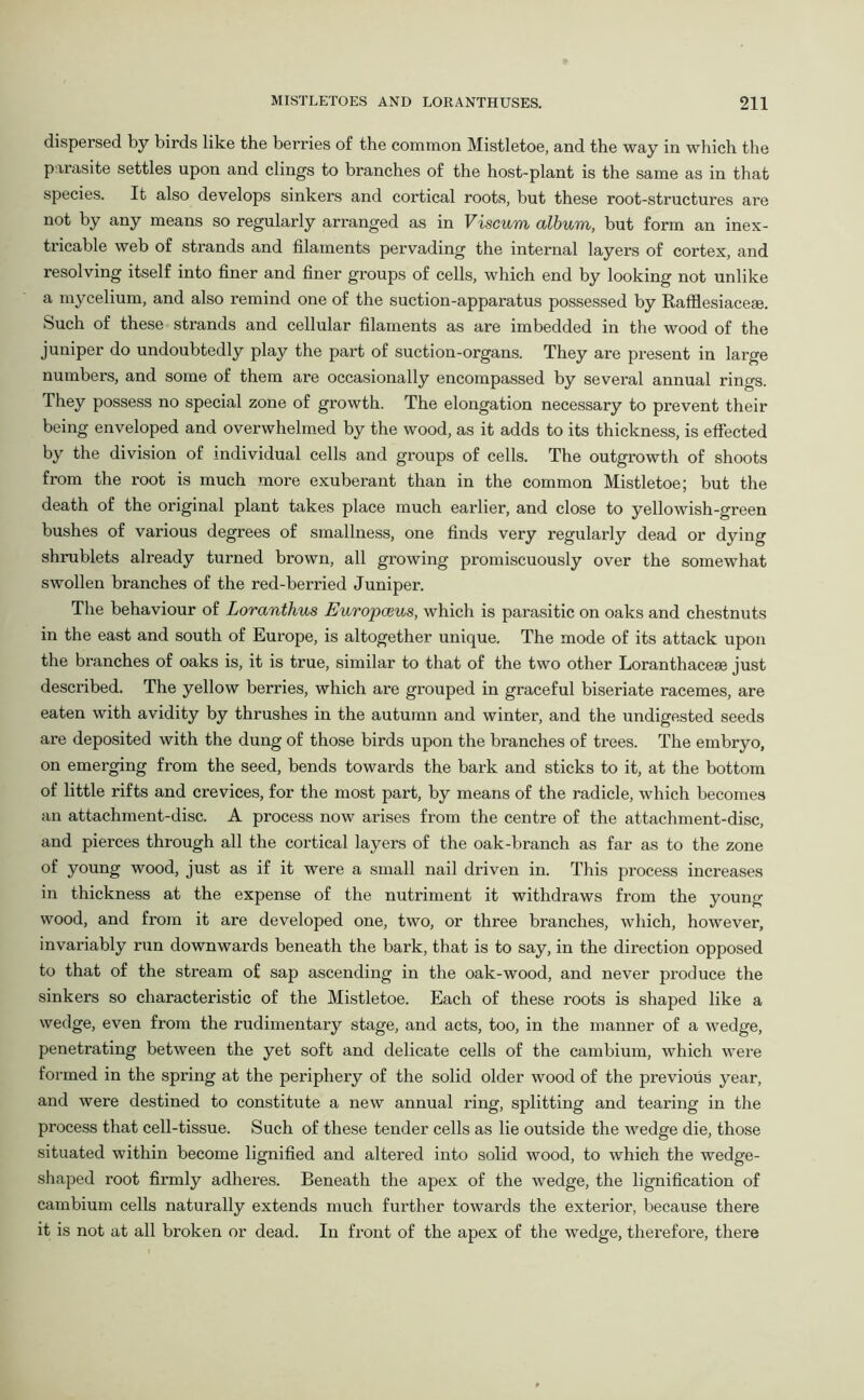 dispersed by birds like the berries of the common Mistletoe, and the way in which the parasite settles upon and clings to branches of the host-plant is the same as in that species. It also develops sinkers and cortical roots, but these root-structures are not by any means so regularly arranged as in Viscum album, but form an inex- tricable web of strands and filaments pervading the internal layers of cortex, and resolving itself into finer and finer groups of cells, which end by looking not unlike a mycelium, and also remind one of the suction-apparatus possessed by Rafflesiacem. Such of these strands and cellular filaments as are imbedded in the wood of the juniper do undoubtedly play the part of suction-organs. They are present in large numbers, and some of them are occasionally encompassed by several annual rings. They possess no special zone of growth. The elongation necessary to prevent their being enveloped and overwhelmed by the wood, as it adds to its thickness, is effected by the division of individual cells and groups of cells. The outgrowth of shoots from the root is much more exuberant than in the common Mistletoe; but the death of the original plant takes place much earlier, and close to yellowish-green bushes of various degrees of smallness, one finds very regularly dead or dying shrublets already turned brown, all growing promiscuously over the somewhat swollen branches of the red-berried Juniper. The behaviour of Loranthus Europceus, which is parasitic on oaks and chestnuts in the east and south of Europe, is altogether unique. The mode of its attack upon the branches of oaks is, it is true, similar to that of the two other Loranthacese just described. The yellow berries, which are grouped in graceful biseriate racemes, are eaten with avidity by thrushes in the autumn and winter, and the undigested seeds are deposited with the dung of those birds upon the branches of trees. The embryo, on emerging from the seed, bends towards the bark and sticks to it, at the bottom of little rifts and crevices, for the most part, by means of the radicle, which becomes an attachment-disc. A process now arises from the centre of the attachment-disc, and pierces through all the cortical layers of the oak-branch as far as to the zone of young wood, just as if it were a small nail driven in. This process increases in thickness at the expense of the nutriment it withdraws from the young wood, and from it are developed one, two, or three branches, which, however, invariably run downwards beneath the bark, that is to say, in the direction opposed to that of the stream of sap ascending in the oak-wood, and never produce the sinkers so characteristic of the Mistletoe. Each of these roots is shaped like a wedge, even from the rudimentary stage, and acts, too, in the manner of a wedge, penetrating between the yet soft and delicate cells of the cambium, which were formed in the spring at the periphery of the solid older wood of the previous year, and were destined to constitute a new annual ring, splitting and tearing in the process that cell-tissue. Such of these tender cells as lie outside the wedge die, those situated within become lignified and altered into solid wood, to which the wedge- shaped root firmly adheres. Beneath the apex of the wedge, the lignification of cambium cells naturally extends much further towards the exterior, because there it is not at all broken or dead. In front of the apex of the wedge, therefore, there