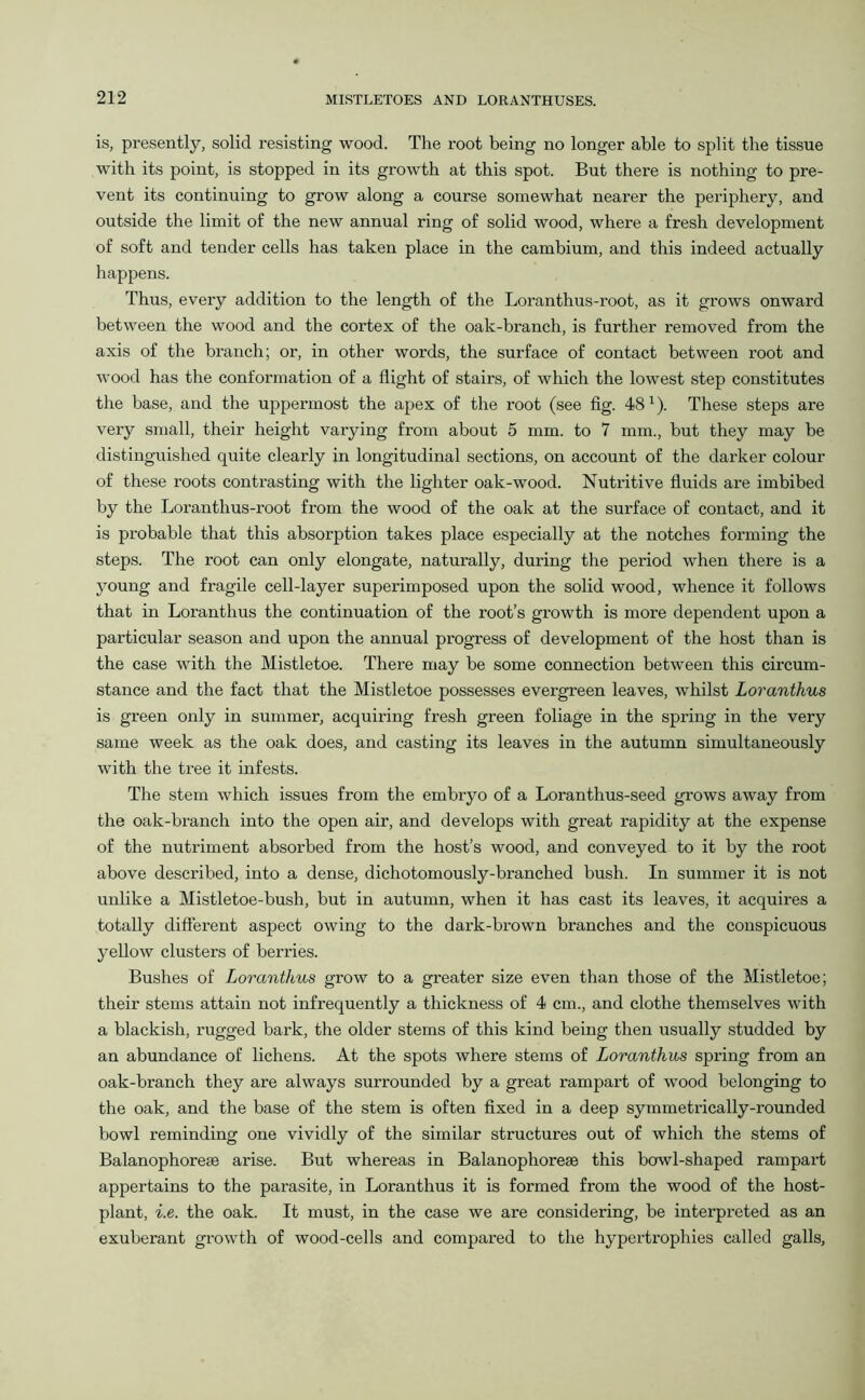 is, presently, solid resisting wood. The root being no longer able to split the tissue with its point, is stopped in its growth at this spot. But there is nothing to pre- vent its continuing to grow along a course somewhat nearer the periphery, and outside the limit of the new annual ring of solid wood, where a fresh development of soft and tender cells has taken place in the cambium, and this indeed actually happens. Thus, every addition to the length of the Loranthus-root, as it grows onward between the wood and the cortex of the oak-branch, is further removed from the axis of the branch; or, in other words, the surface of contact between root and wood has the conformation of a flight of stairs, of which the lowest step constitutes the base, and the uppermost the apex of the root (see fig. 48x). These steps are very small, their height varying from about 5 rum. to 7 mm., but they may be distinguished quite clearly in longitudinal sections, on account of the darker colour of these roots contrasting with the lighter oak-wood. Nutritive fluids are imbibed by the Loranthus-root from the wood of the oak at the surface of contact, and it is probable that this absorption takes place especially at the notches forming the steps. The root can only elongate, naturally, during the period when there is a young and fragile cell-layer superimposed upon the solid wood, whence it follows that in Loranthus the continuation of the root’s growth is more dependent upon a particular season and upon the annual progress of development of the host than is the case with the Mistletoe. There may be some connection between this circum- stance and the fact that the Mistletoe possesses evergreen leaves, whilst Loranthus is green only in summer, acquiring fresh green foliage in the spring in the very same week as the oak does, and casting its leaves in the autumn simultaneously with the tree it infests. The stem which issues from the embryo of a Loranthus-seed grows away from the oak-branch into the open air, and develops with great rapidity at the expense of the nutriment absorbed from the host’s wood, and conveyed to it by the root above described, into a dense, dichotomously-branched bush. In summer it is not unlike a Mistletoe-bush, but in autumn, when it has cast its leaves, it acquires a totally different aspect owing to the dark-brown branches and the conspicuous yellow clusters of berries. Bushes of Loranthus grow to a greater size even than those of the Mistletoe; their stems attain not infrequently a thickness of 4 cm., and clothe themselves with a blackish, rugged bark, the older stems of this kind being then usually studded by an abundance of lichens. At the spots where stems of Loranthus spring from an oak-branch they are always surrounded by a great rampart of wood belonging to the oak, and the base of the stem is often fixed in a deep symmetrically-rounded bowl reminding one vividly of the similar structures out of which the stems of Balanophorese arise. But whereas in Balanophorese this bowl-shaped rampart appertains to the parasite, in Loranthus it is formed from the wood of the host- plant, i.e. the oak. It must, in the case we are considering, be interpreted as an exuberant growth of wood-cells and compared to the hypertrophies called galls,