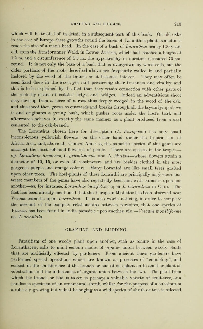 which will be treated of in detail in a subsequent part of this book. On old oaks in the east of Europe these growths round the bases of Loranthus-plants sometimes reach the size of a man’s head. In the case of a bush of Loranthus nearly 100 years old, from the Ernstbrunner Wald, in Lower Austria, which had reached a height of 1‘2 m. and a circumference of 5 5 m., the hypertrophy in question measured 70 cm. round. It is not only the base of a bush that is overgrown by wood-cells, but the older portions of the roots described above are frequently walled in and partially inclosed by the wood of the branch as it becomes thicker. They may often be seen fixed deep in the wood, yet still preserving their freshness and vitality, and this is to be explained by the fact that they retain connection with other parts of the roots by means of isolated ledges and bridges. Indeed an adventitious shoot may develop from a piece of a root thus deeply wedged in the wood of the oak, and this shoot then grows so outwards and breaks through all the layers lying above it and originates a young bush, which pushes roots under the host’s bark and afterwards behaves in exactly the same manner as a plant produced from a seed cemented to the oak-branch. The Loranthus chosen here for description (L. Europceus) has only small inconspicuous yellowish flowers; on the other hand, under the tropical sun of Africa, Asia, and, above all, Central America, the parasitic species of this genus are amongst the most splendid-flowered of plants. There are species in the tropics— e.g. Loranthus formosus, L. grandiflorus, and L. Mutisii—whose flowers attain a diameter of 10, 15, or even 20 centimeters, and are besides clothed in the most gorgeous purple and orange colours. Many Loranthi are like small trees grafted upon other trees. The host-plants of these Loranthi are principally angiospermous trees; members of the genus have also repeatedly been met with parasitic upon one another—as, for instance, Loranthus buxifolius upon L. tetrandrus in Chili. The fact has been already mentioned that the European Mistletoe has been observed near Verona parasitic upon Loranthus. It is also worth noticing, in order to complete the account of the complex relationships between parasites, that one species of Viscum has been found in India parasitic upon another, viz.:—Viscum moniliforme on V. orientate. GEAFTING AND BUDDING. Parasitism of one woody plant upon another, such as occurs in the case of Loranthacese, calls to mind certain modes of organic union between woody plants that are artificially effected by gardeners. From ancient times gardeners have performed special operations which are known as processes of “ennobling”, and consist in the transference of the branch or bud of one plant on to another plant as substratum, and the inducement of organic union between the two. The plant from which the branch or bud is taken is perhaps a valuable variety of fruit-tree, or a handsome specimen of an ornamental shrub, whilst for the purpose of a substratum a l’obustly-growing individual belonging to a wild species of shrub or tree is selected