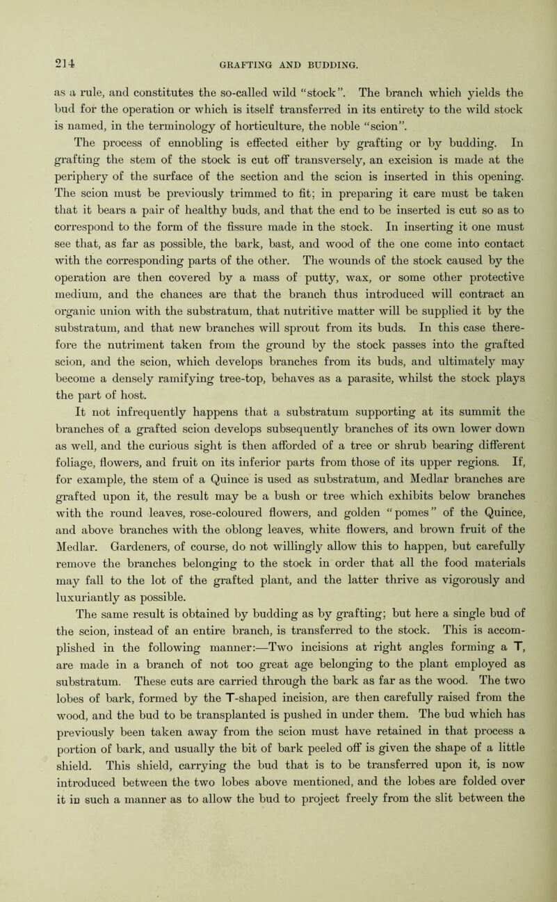 as a rule, and constitutes the so-called wild “stock”. The branch which yields the bud for the operation or which is itself transferred in its entirety to the wild stock is named, in the terminology of horticulture, the noble “scion”. The process of ennobling is effected either by grafting or by budding. In grafting the stem of the stock is cut off transversely, an excision is made at the pei’iphery of the surface of the section and the scion is inserted in this opening. The scion must be previously trimmed to fit; in preparing it care must be taken that it bears a pair of healthy buds, and that the end to be inserted is cut so as to correspond to the form of the fissure made in the stock. In inserting it one must see that, as far as possible, the bark, bast, and wood of the one come into contact with the corresponding parts of the other. The wounds of the stock caused by the operation are then covered by a mass of putty, wax, or some other protective medium, and the chances are that the branch thus introduced will contract an organic union with the substratum, that nutritive matter will be supplied it by the substratum, and that new branches will sprout from its buds. In this case there- fore the nutriment taken from the ground by the stock passes into the grafted scion, and the scion, which develops branches from its buds, and ultimately may become a densely ramifying tree-top, behaves as a parasite, whilst the stock plays the part of host. It not infrequently happens that a substratum supporting at its summit the branches of a grafted scion develops subsequently branches of its own lower down as well, and the curious sight is then afforded of a tree or shrub bearing different foliage, flowers, and fruit on its inferior parts from those of its upper regions. If, for example, the stem of a Quince is used as substratum, and Medlar branches are grafted upon it, the result may be a bush or tree which exhibits below branches with the round leaves, rose-coloured flowers, and golden “ pomes ” of the Quince, and above branches with the oblong leaves, white flowers, and brown fruit of the Medlar. Gardeners, of course, do not willingly allow this to happen, but carefully remove the branches belonging to the stock in order that all the food materials may fall to the lot of the grafted plant, and the latter thrive as vigorously and luxuriantly as possible. The same result is obtained by budding as by grafting; but here a single bud of the scion, instead of an entire branch, is transferred to the stock. This is accom- plished in the following manner:—Two incisions at right angles forming a T, are made in a branch of not too great age belonging to the plant employed as substratum. These cuts are carried through the bark as far as the wood. The two lobes of bark, formed by the T-shaped incision, are then carefully raised from the wood, and the bud to be transplanted is pushed in under them. The bud which has previously been taken away from the scion must have retained in that process a poi'tion of bark, and usually the bit of bark peeled off is given the shape of a little shield. This shield, carrying the bud that is to be transferred upon it, is now introduced between the two lobes above mentioned, and the lobes are folded over it iD such a manner as to allow the bud to project freely from the slit between the