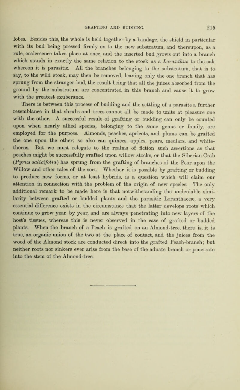 lobes. Besides this, the whole is held together by a bandage, the shield in pai'ticular with its bud being pressed firmly on to the new substratum, and thereupon, as a rule, coalescence takes place at once, and the inserted bud grows out into a branch which stands in exactly the same relation to the stock as a Loranthus to the oak whereon it is parasitic. All the branches belonging to the substratum, that is to say, to the wild stock, may then be removed, leaving only the one branch that has sprung from the stranger-bud, the result being that all the juices absorbed from the ground by the substratum are concentrated in this branch and cause it to grow with the greatest exuberance. There is between this process of budding and the settling of a parasite a further resemblance in that shrubs and trees cannot all be made to unite at pleasure one with the other. A successful result of grafting or budding can only be counted upon when nearly allied species, belonging to the same genus or family, are employed for the purpose. Almonds, peaches, apricots, and plums can be grafted the one upon the other; so also can quinces, apples, pears, medlars, and white- thorns. But we must relegate to the realms of fiction such assertions as that peaches might be successfully grafted upon willow stocks, or that the Siberian Crab (Pyrus salicifolia) has sprung from the grafting of branches of the Pear upon the Willow and other tales of the sort. Whether it is possible by grafting or budding to produce new forms, or at least hybrids, is a question which will claim our attention in connection with the problem of the origin of new species. The only additional remark to be made here is that notwithstanding the undeniable simi- larity between grafted or budded plants and the parasitic Loranthaceae, a very essential difference exists in the circumstance that the latter develops roots which continue to grow year by year, and are always penetrating into new layers of the host’s tissues, whereas this is never observed in the case of grafted or budded plants. When the branch of a Peach is grafted on an Almond-tree, there is, it is true, an organic union of the two at the place of contact, and the juices from the wood of the Almond stock are conducted direct into the grafted Peach-branch; but neither roots nor sinkers ever arise from the base of the adnate branch or penetrate into the stem of the Almond-tree.