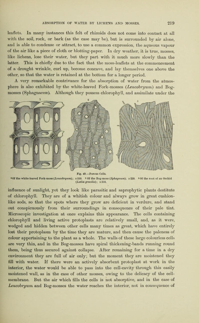 leaflets. In many instances this felt of rhizoids does not come into contact at all with the soil, rock, or bark (as the case may be), but is surrounded by air alone, and is able to condense or attract, to use a common expression, the aqueous vapour of the air like a piece of cloth or blotting-paper. In dry weather, it is true, mosses, like lichens, lose their water, but they part with it much more slowly than the latter. This is chiefly due to the fact that the moss-leaflets at the commencement of a drought wrinkle, curl up, become concave, and lay themselves one above the other, so that the water is retained at the bottom for a longer period. A very remarkable contrivance for the absorption of water from the atmos- phere is also exhibited by the white-leaved Fork-mosses (Leucobryum) and Bog- mosses (Sphagnacese). Although they possess chlorophyll, and assimilate under the Fig. 49.—Porous Cells. 1 Of the white-leaved Fork-moss (Leucobryum)-, x650. 2 Of the Bog-moss (Sphagnum)-, x230. * Of the root of an Orchid (Lcelia gracilis); x310. influence of sunlight, yet they look like parasitic and saprophytic plants destitute of chlorophyll. They are of a whitish colour and always grow in great cushion- like sods, so that the spots where they grow are deficient in verdure, and stand out conspicuously from their surroundings in consequence of their pale tint. Microscopic investigation at once explains this appearance. The cells containing chlorophyll and living active protoplasts are relatively small, and, as it were, wedged and hidden between other cells many times as great, which have entirely lost their protoplasm by the time they are mature, and then cause the paleness of colour appertaining to the plant as a whole. The walls of these large colourless cells are very thin, and in the Bog-mosses have spiral thickening-bands running round them, being thus secured against collapse. After remaining for a time in a dry environment they are full of air only; but the moment they are moistened they fill with water. If there were an actively absorbent protoplast at work in the interior, the water would be able to pass into the cell-cavity through this easily moistened wall, as in the case of other mosses, owing to the delicacy of the cell- membrane. But the air which fills the cells is not absorptive, and in the case of Leucobryum and Bog-mosses the water reaches the interior, not in consequence of