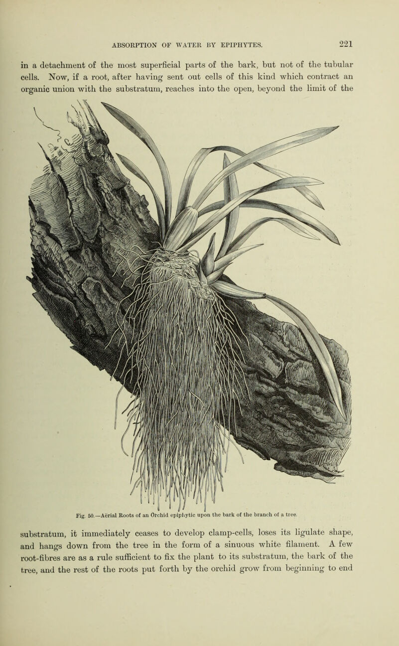 in a detachment of the most superficial parts of the bark, but not of the tubular cells. Now, if a root, after having sent out cells of this kind which contract an organic union with the substratum, reaches into the open, beyond the limit of the Fig. 50.—Aerial Boots of an Orchid epiphytic upon the bark of the branch of a tree. substratum, it immediately ceases to develop clamp-cells, loses its ligulate shape, and hangs down from the tree in the form of a sinuous white filament. A few root-fibres are as a rule sufficient to fix the plant to its substratum, the bark of the tree, and the rest of the roots put forth by the orchid grow from beginning to end