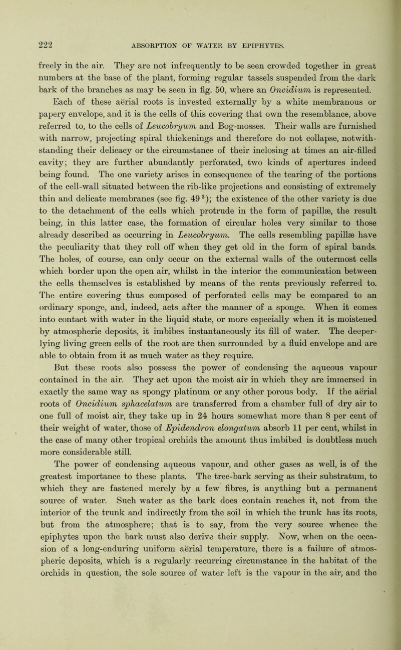 freely in the air. They are not infrequently to be seen crowded together in great numbers at the base of the plant, forming regular tassels suspended from the dark bark of the branches as may be seen in fig. 50, where an Oncidium is represented. Each of these aerial roots is invested externally by a white membranous or papery envelope, and it is the cells of this covering that own the resemblance, above referred to, to the cells of Leucobryum and Bog-mosses. Their walls are furnished with narrow, projecting spiral thickenings and therefore do not collapse, notwith- standing their delicacy or the circumstance of their inclosing at times an air-filled cavity; they are further abundantly perforated, two kinds of apertures indeed being found. The one variety arises in consequence of the tearing of the portions of the cell-wall situated between the rib-like projections and consisting of extremely thin and delicate membranes (see fig. 493); the existence of the other variety is due to the detachment of the cells which protrude in the form of papillae, the result being, in this latter case, the formation of circular holes very similar to those already described as occurring in Leucobryum. The cells resembling papillae have the peculiarity that they roll off when they get old in the form of spiral bands. The holes, of course, can only occur on the external walls of the outermost cells which border upon the open air, whilst in the interior the communication between the cells themselves is established by means of the rents previously referred to. The entire covering thus composed of perforated cells may be compared to an ordinary sponge, and, indeed, acts after the manner of a sponge. When it comes into contact with water in the liquid state, or more especially when it is moistened by atmospheric deposits, it imbibes instantaneously its fill of water. The deeper- lying living green cells of the root are then surrounded by a fluid envelope and are able to obtain from it as much water as they require. But these roots also possess the power of condensing the aqueous vapour contained in the air. They act upon the moist air in which they are immersed in exactly the same way as spongy platinum or any other porous body. If the aerial roots of Oncidium sphacelatum are transferred from a chamber full of dry air to one full of moist air, they take up in 24 hours somewhat more than 8 per cent of their weight of water, those of Epidendron elongatum absorb 11 per cent, whilst in the case of many other tropical orchids the amount thus imbibed is doubtless much more considerable still. The power of condensing aqueous vapour, and other gases as well, is of the greatest importance to these plants. The tree-bark serving as their substratum, to which they are fastened merely by a few fibres, is anything but a permanent source of water. Such water as the bark does contain reaches it, not from the interior of the trunk and indirectly from the soil in which the trunk has its roots, but from the atmosphere; that is to say, from the very source whence the epiphytes upon the bark must also derive their supply. Now, when on the occa- sion of a long-enduring uniform aerial temperature, there is a failure of atmos- pheric deposits, which is a regularly recurring circumstance in the habitat of the orchids in question, the sole source of water left is the vapour in the air, and the
