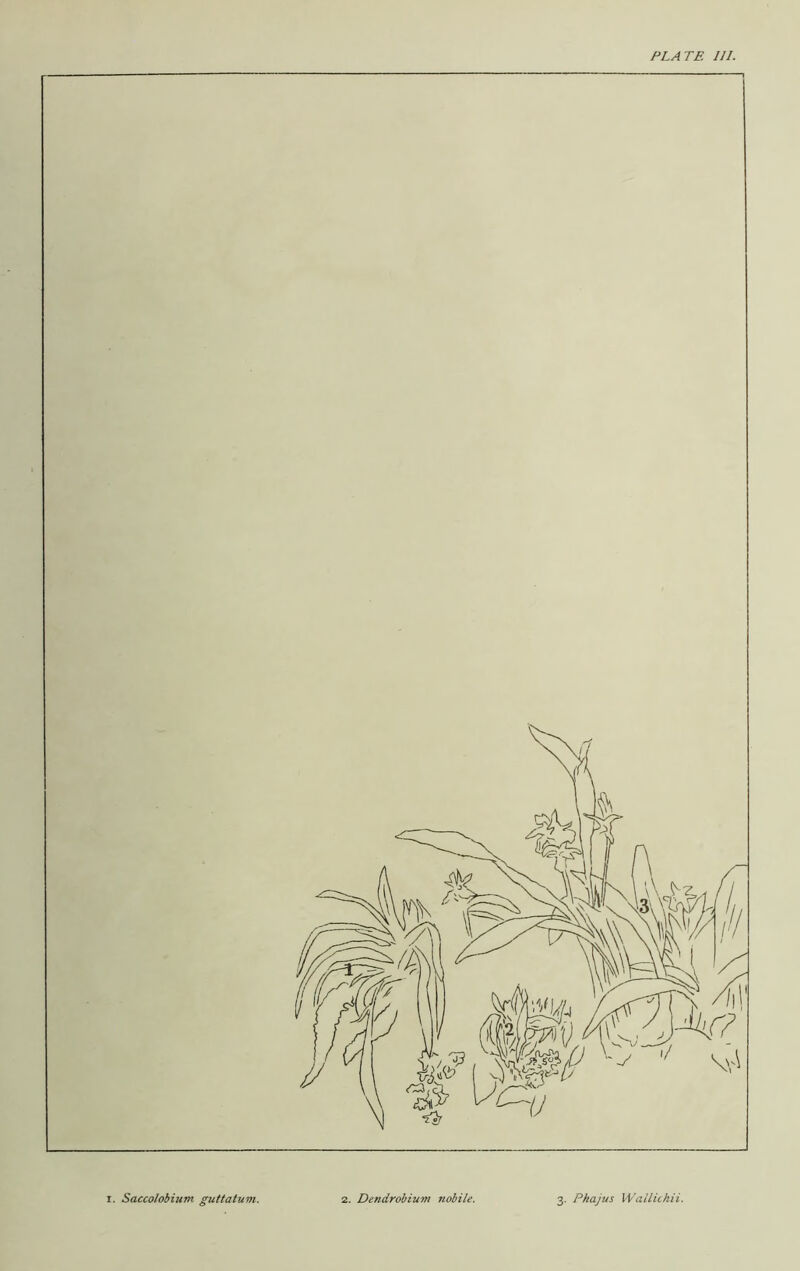 PLATE 111. i. Saccolobium guttatum. 2. Dendrobium nobile. 3. Pkajus Wallickii.