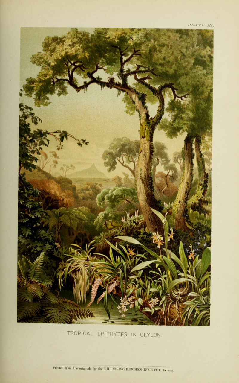 0 TROPICAL EPIPHYTES IN CEYLON PLATE UJ. Pri,lted ftom ^ originals hv the EIBLIOGRAPHISCHES WSTITIT, Leipag.